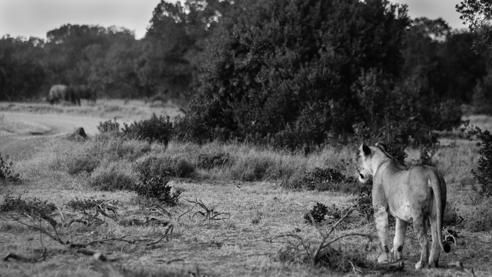 Canon EF 70-200mm F2.8L IS USM sample photo. Ol pej lioness photography