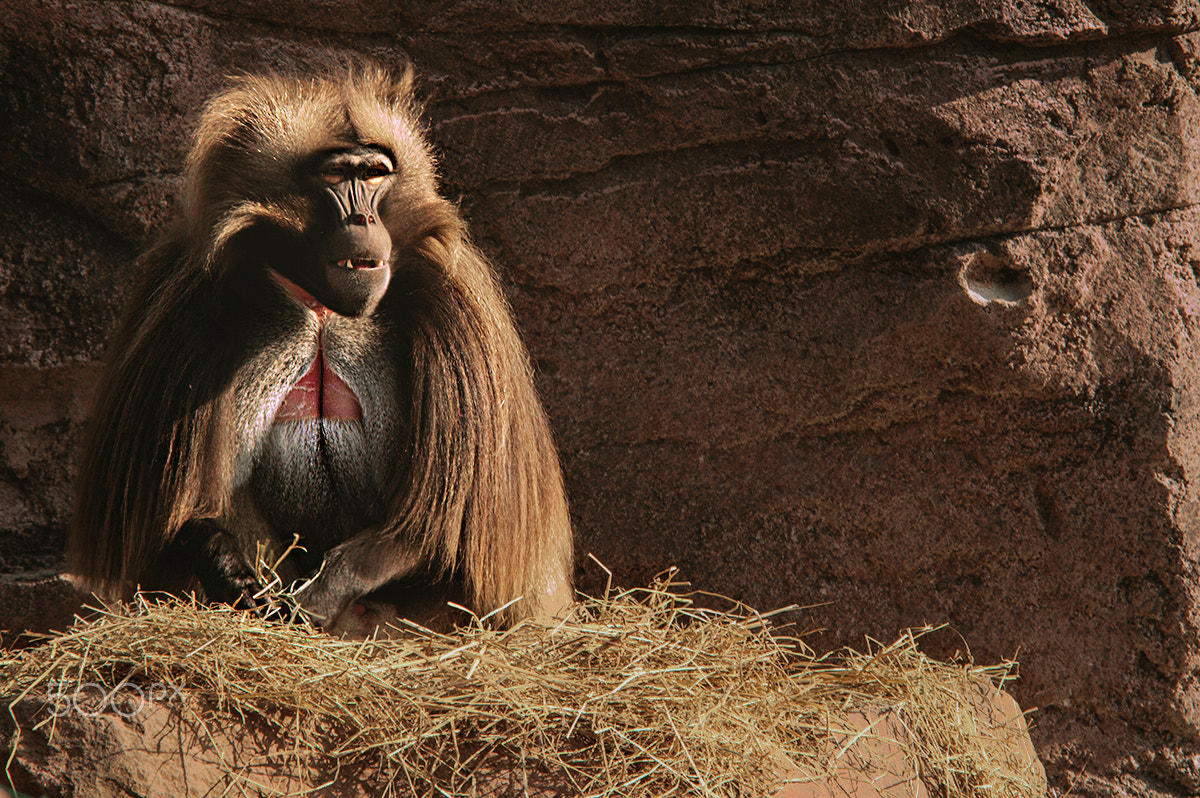 Nikon D3200 sample photo. Monkey photography