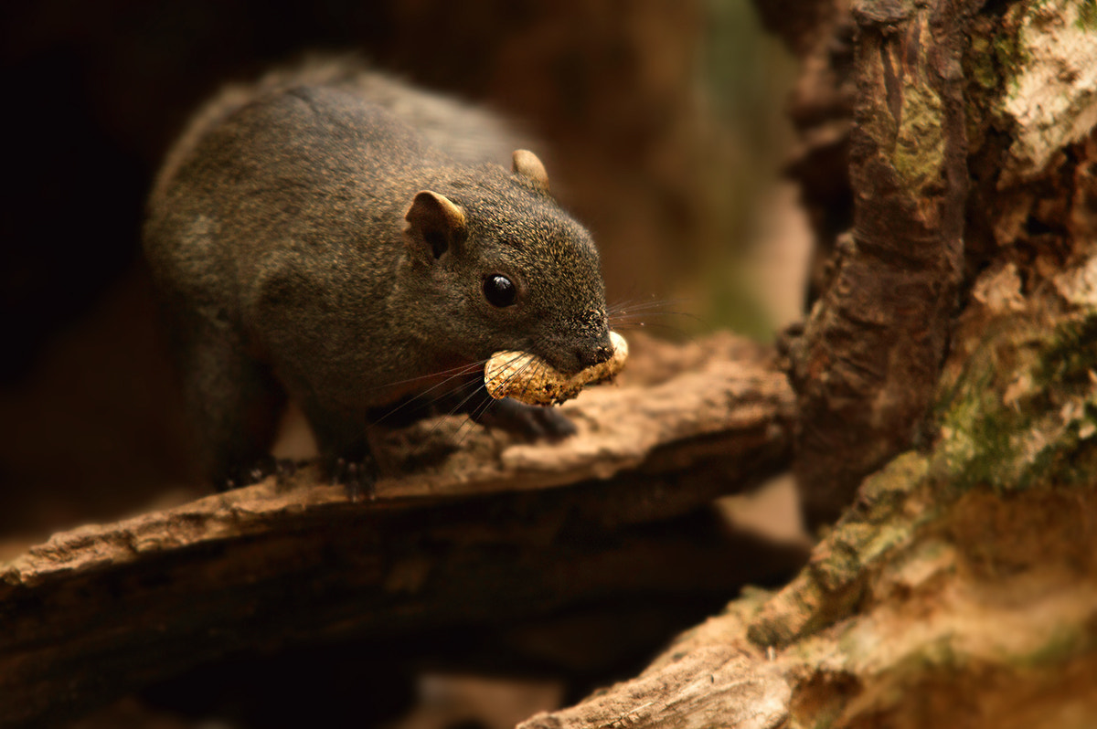Nikon D3200 sample photo. Peanut photography