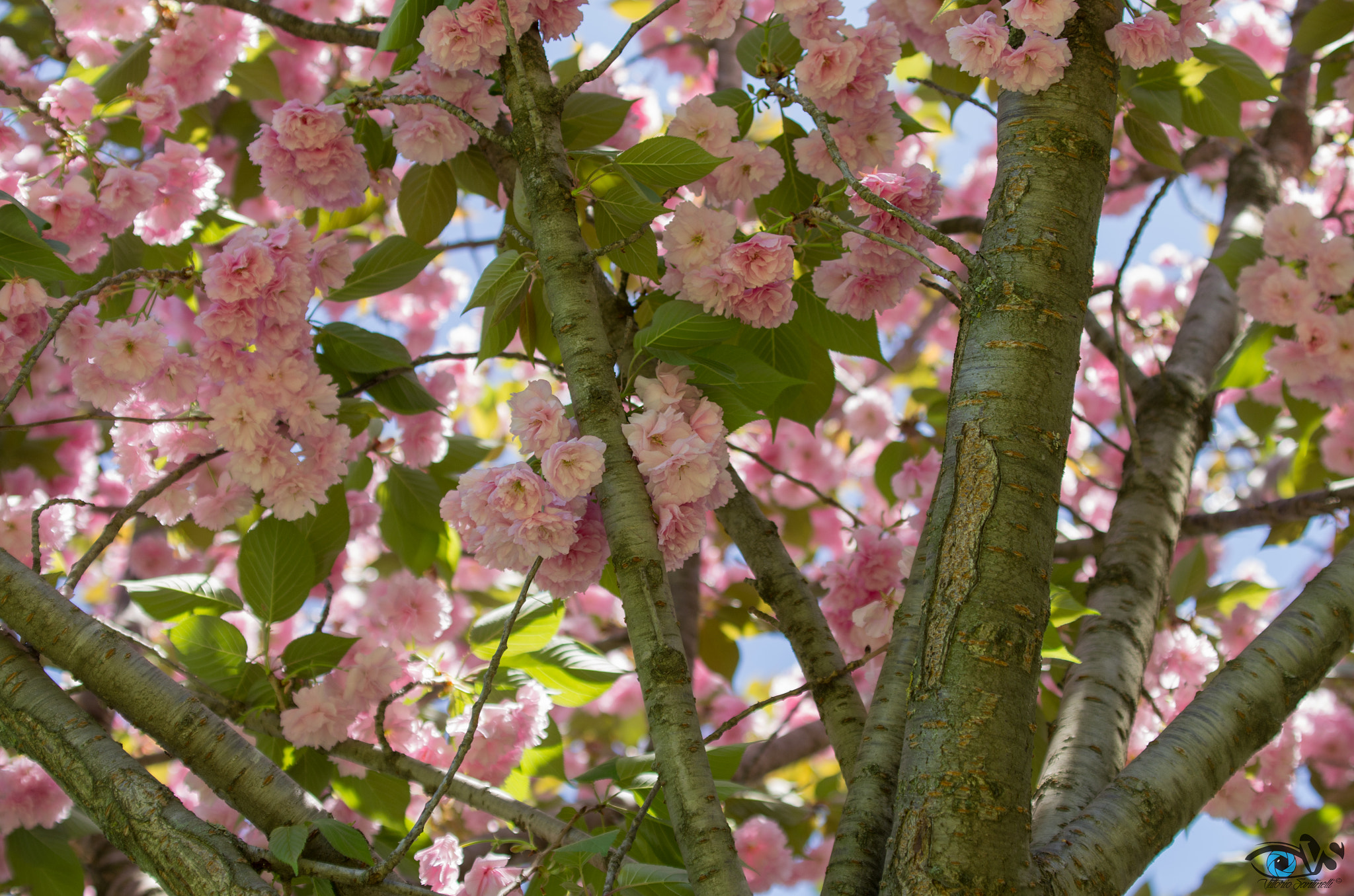 Pentax smc DA* 60-250mm F4.0 ED (IF) SDM sample photo. Flowers - laghetto dell'eur (rome) photography