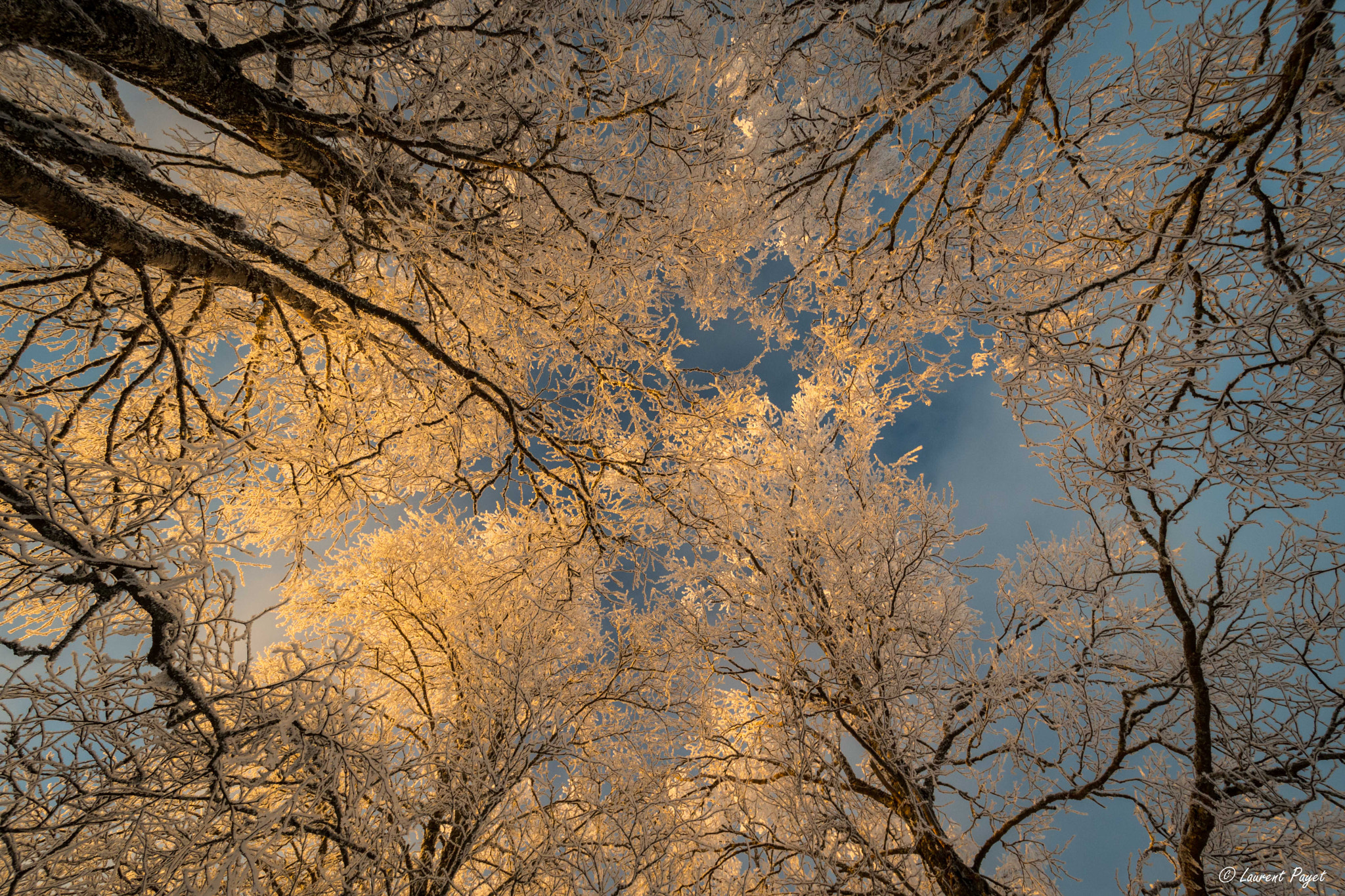 Nikon D7200 sample photo. Frozen trees photography
