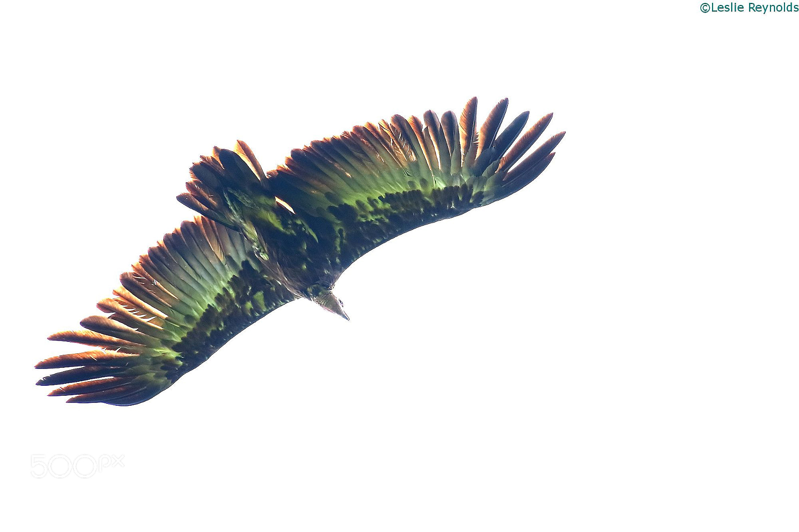 Canon EF 100-400mm F4.5-5.6L IS USM sample photo. Hooded vulture photography