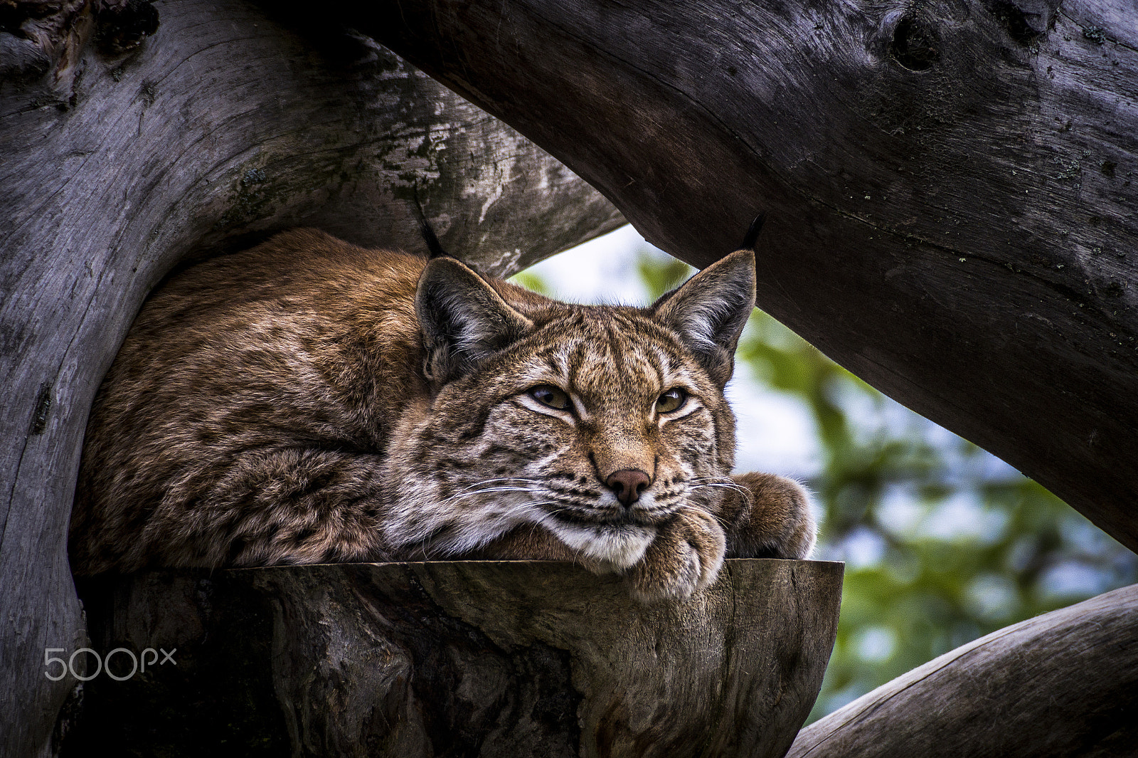 Sony DT 55-300mm F4.5-5.6 SAM sample photo. Lynx photography