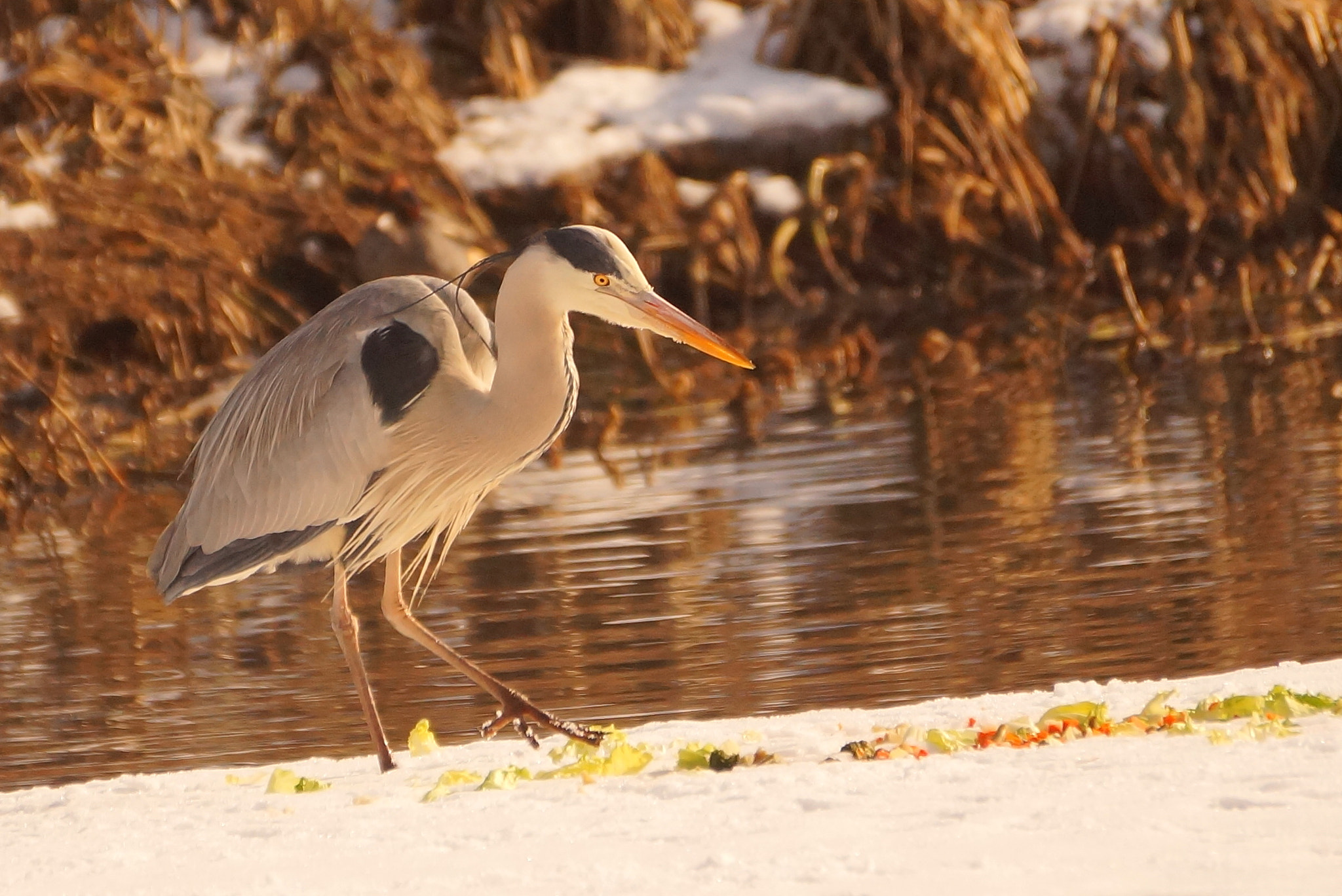 Sony DT 55-300mm F4.5-5.6 SAM sample photo. Czapla siwa photography