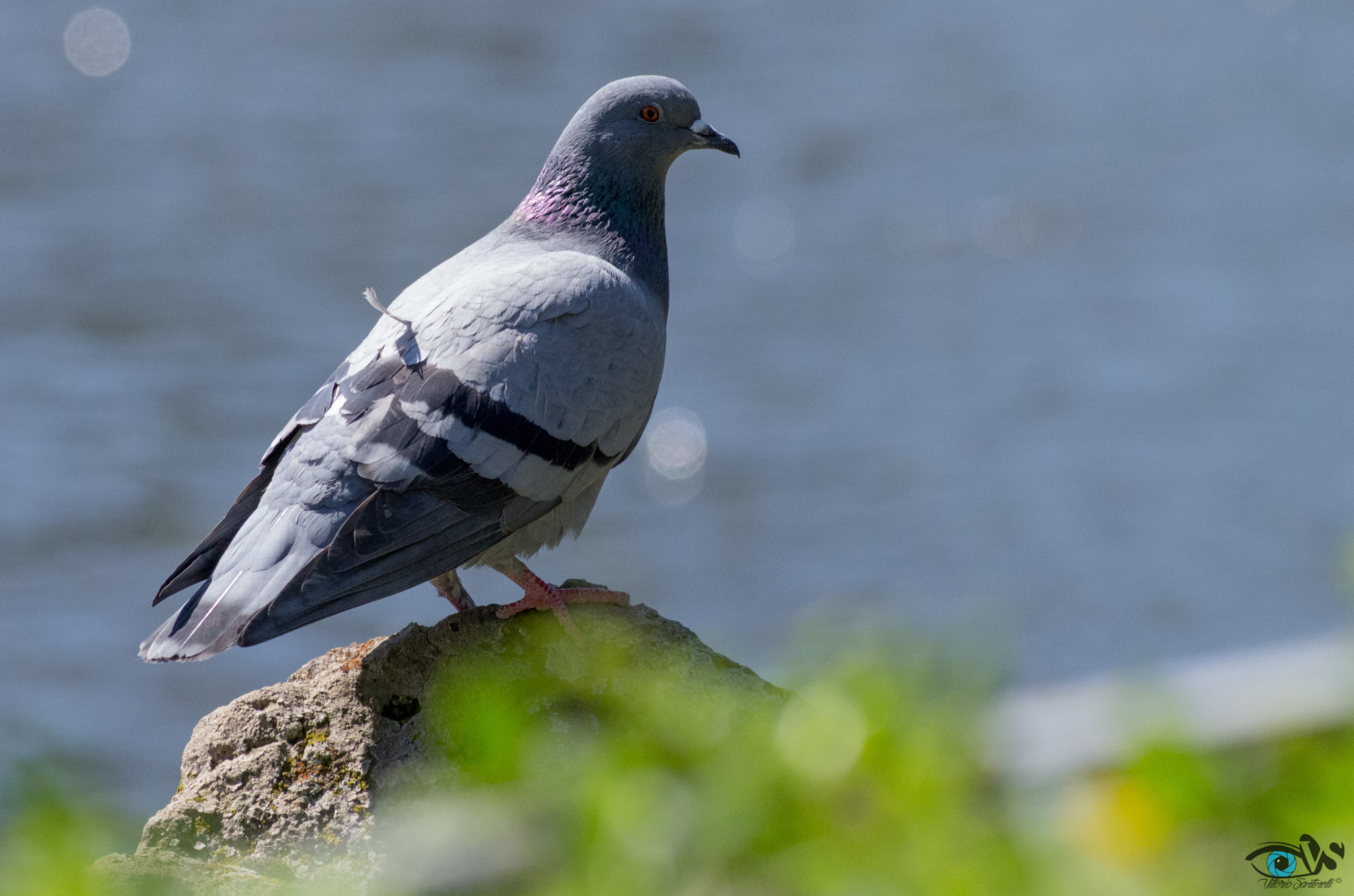 Pentax K-5 sample photo. Piccione - laghetto dell'eur (roma) photography