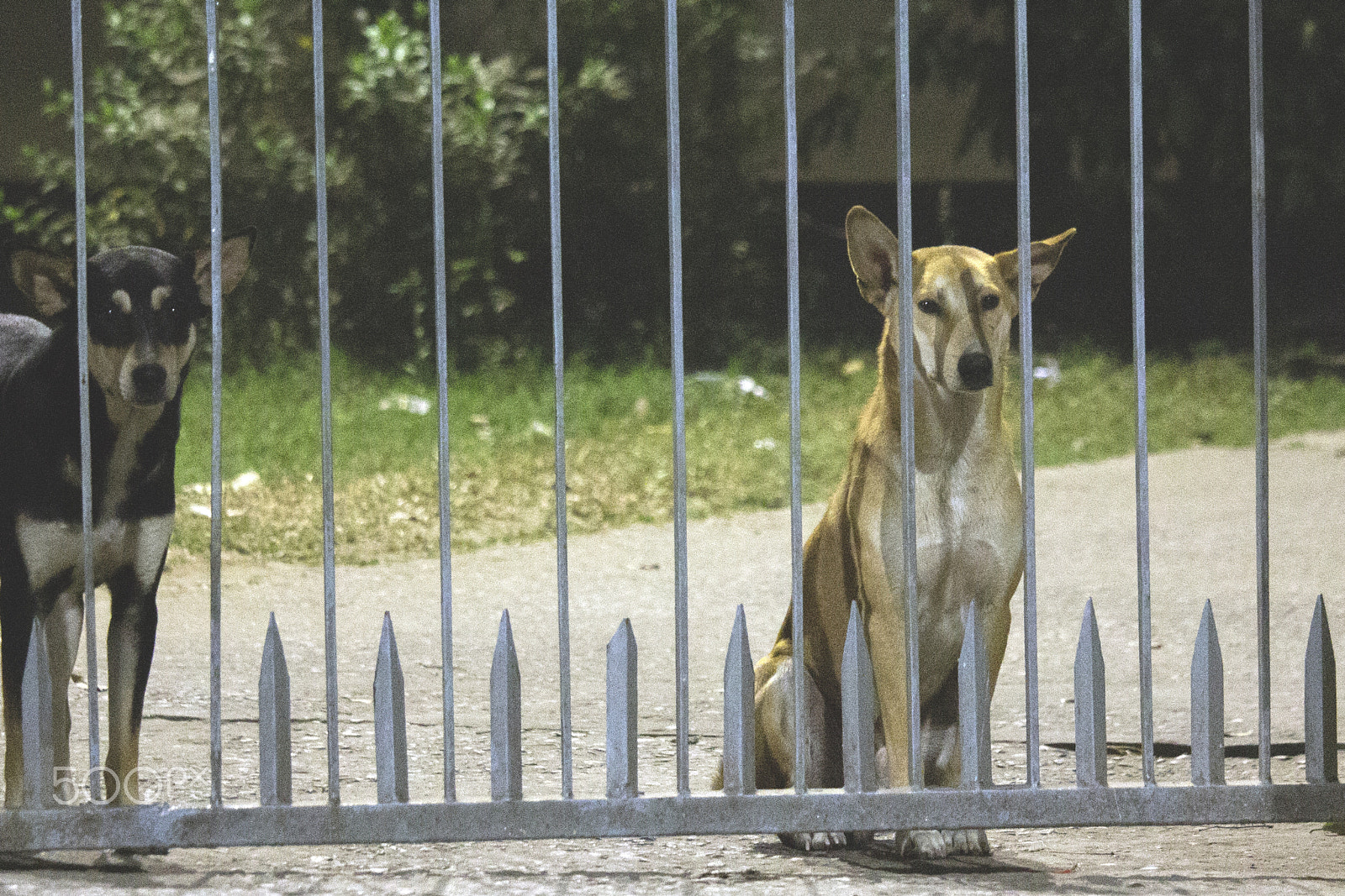 Canon EF-S 55-250mm F4-5.6 IS STM sample photo. Dog photography