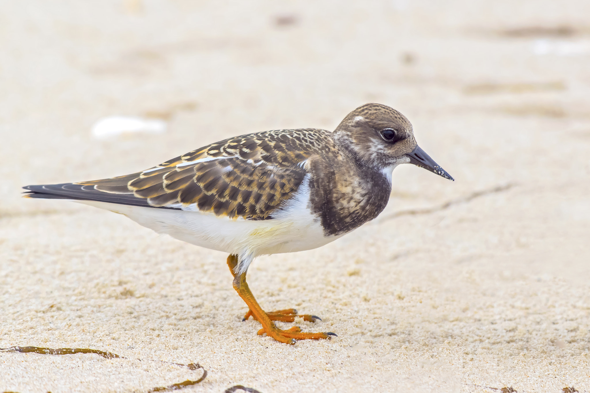 Pentax K-3 + Sigma sample photo. Ruddy turnstone photography