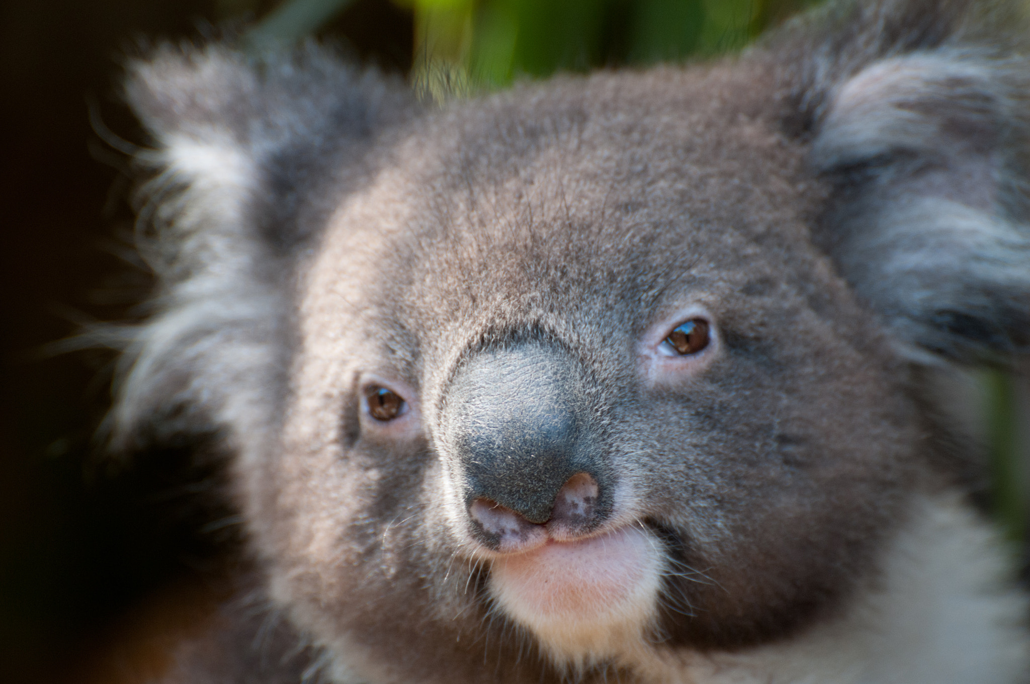 Nikon D300S sample photo. Koala photography
