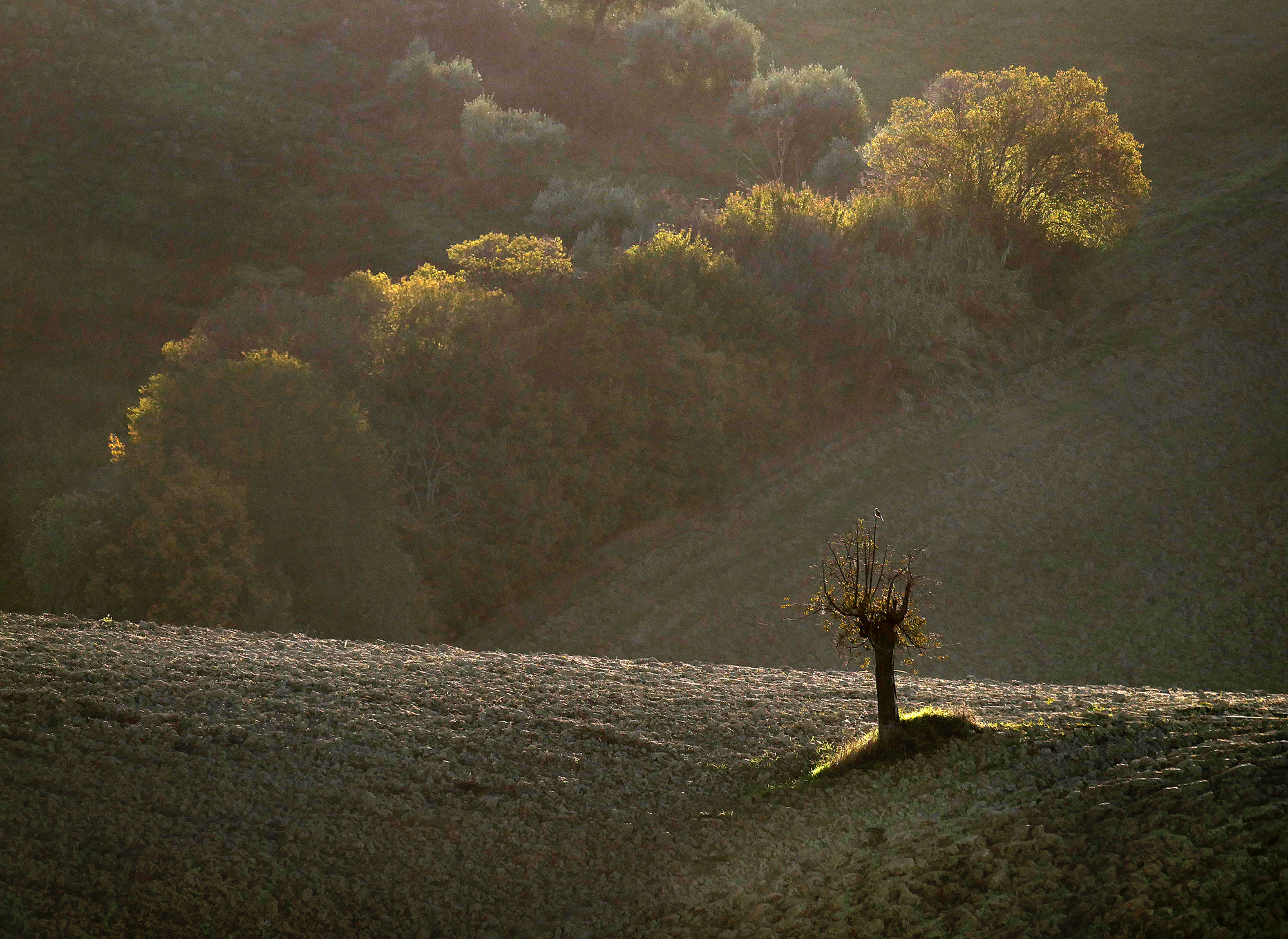 Panasonic Lumix DMC-G7 + LEICA DG 100-400/F4.0-6.3 sample photo. Tree... photography