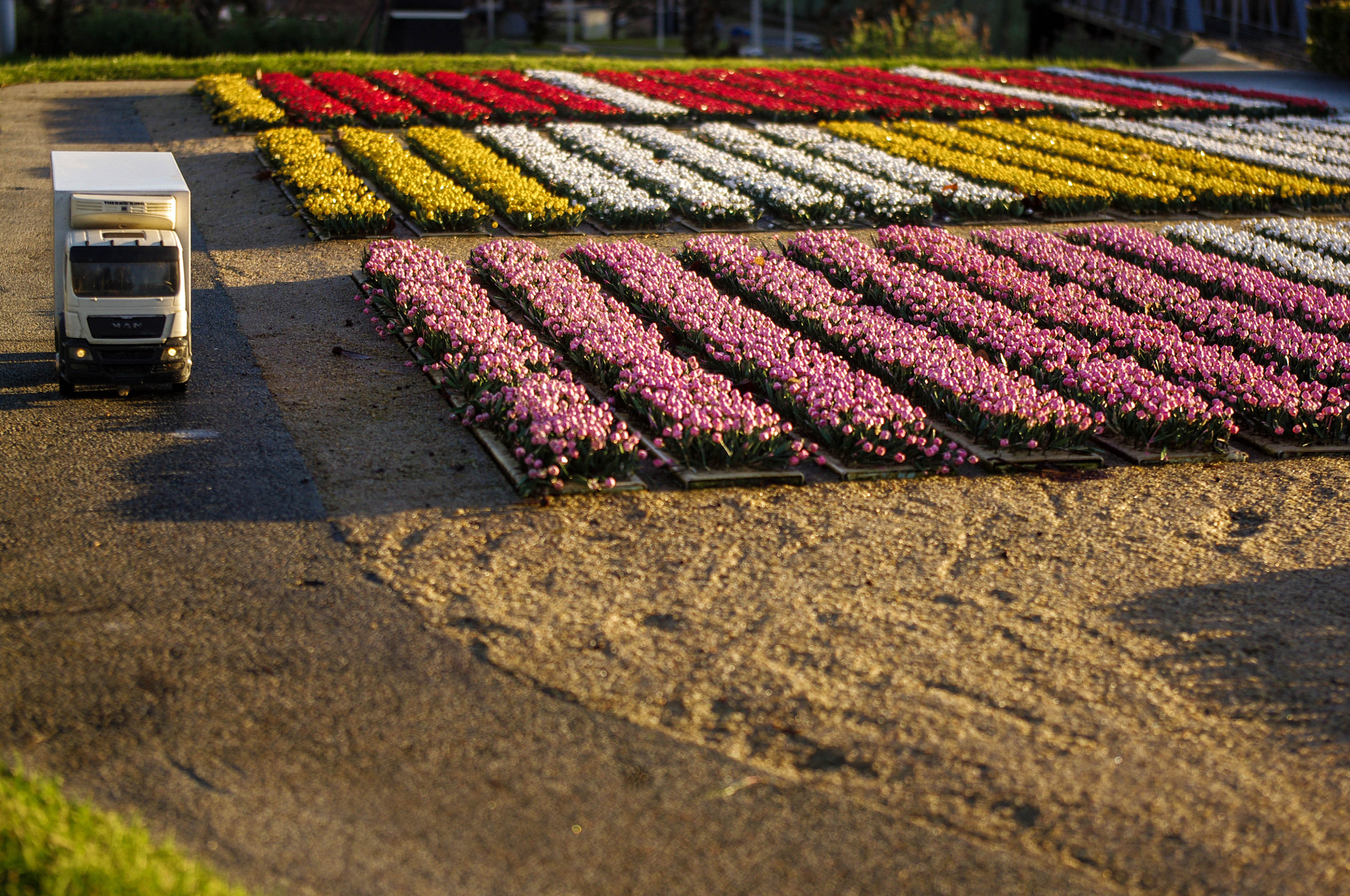 Pentax K-x sample photo. Tulips photography