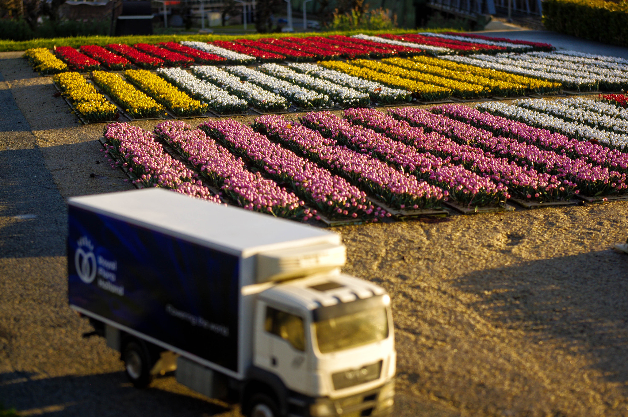 Pentax K-x sample photo. Tulips photography