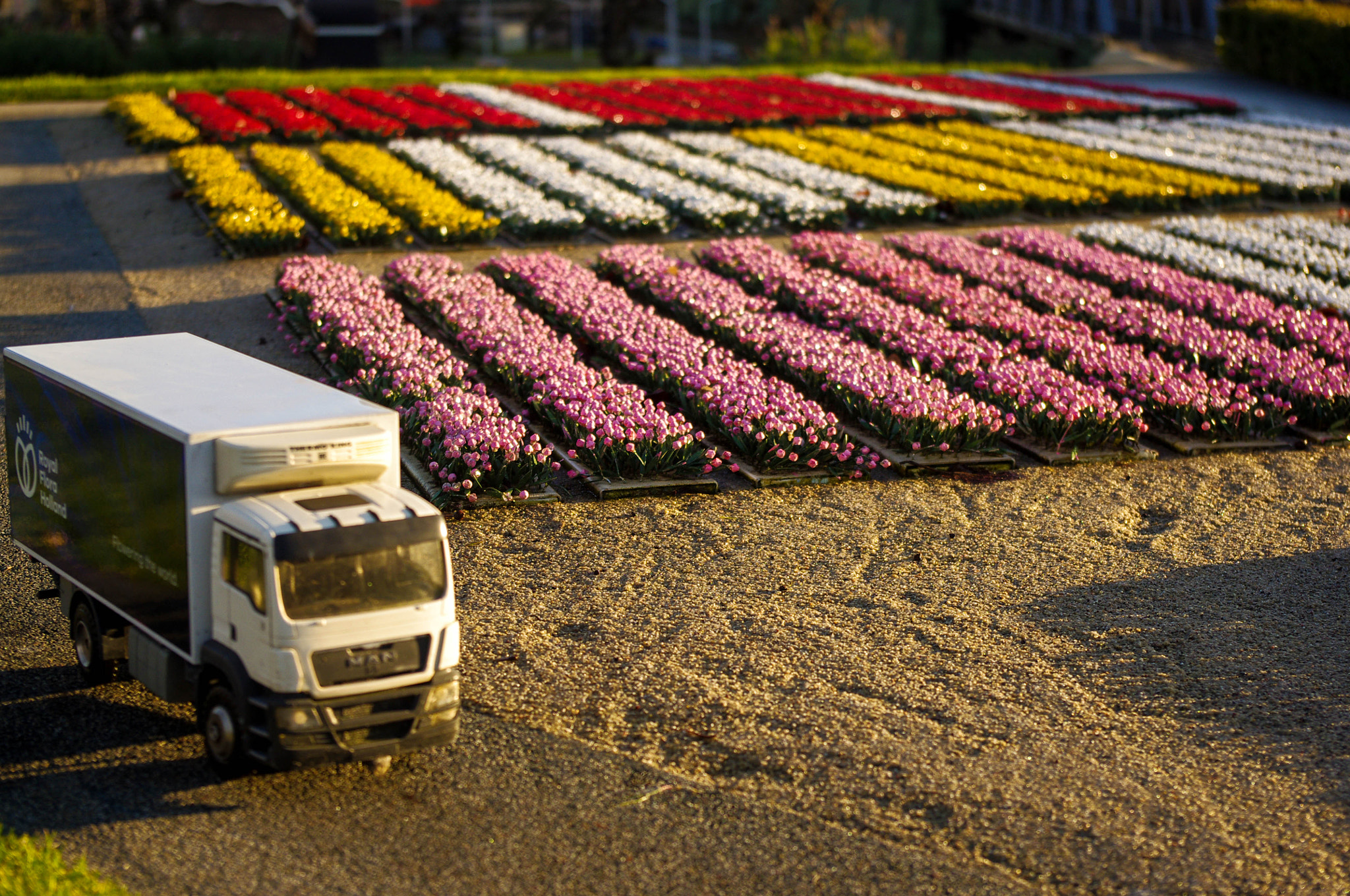 Pentax K-x sample photo. Tulips photography