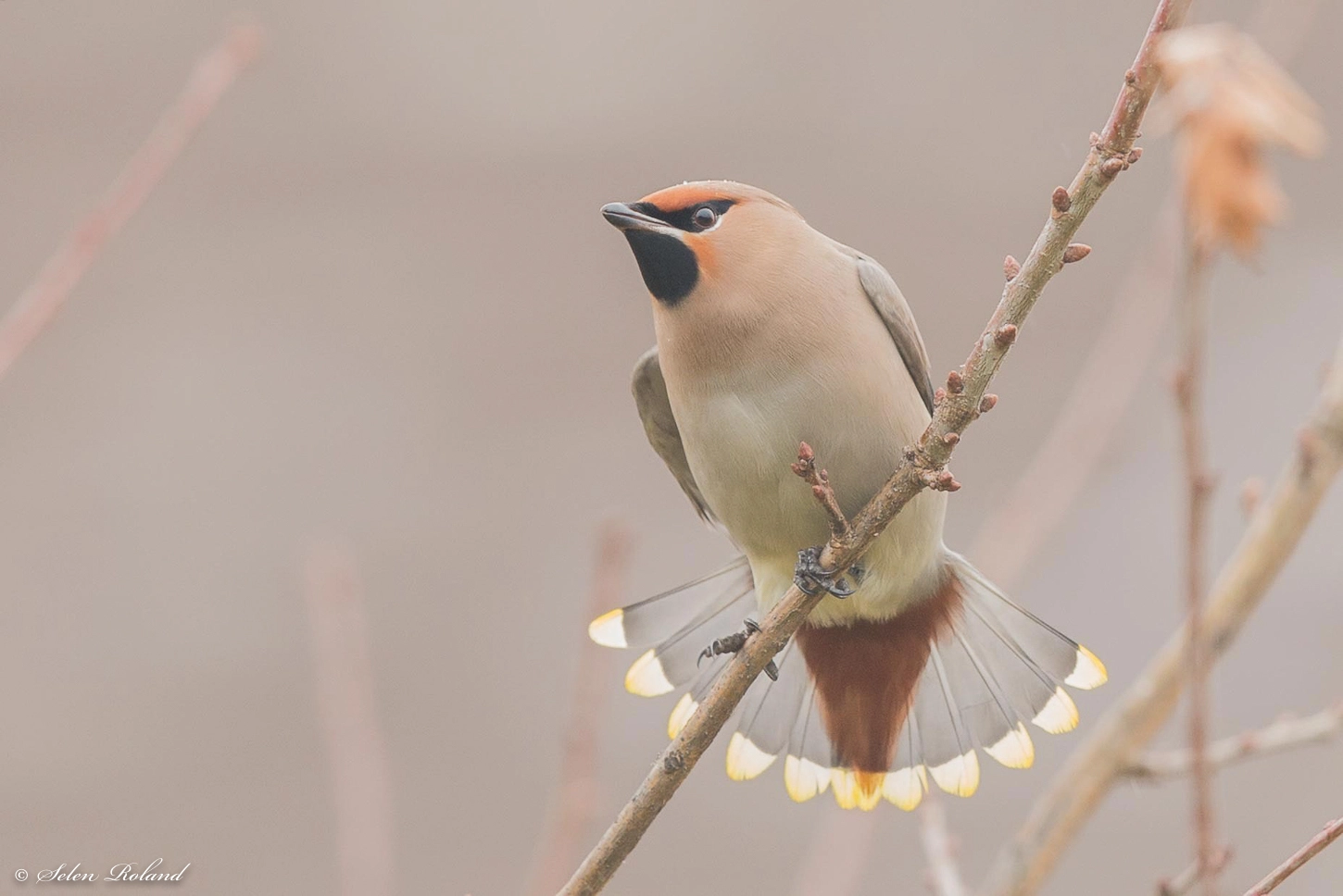 Nikon D4 + Nikon AF-S Nikkor 500mm F4G ED VR sample photo. Pestvogel - bohemian waxwing photography