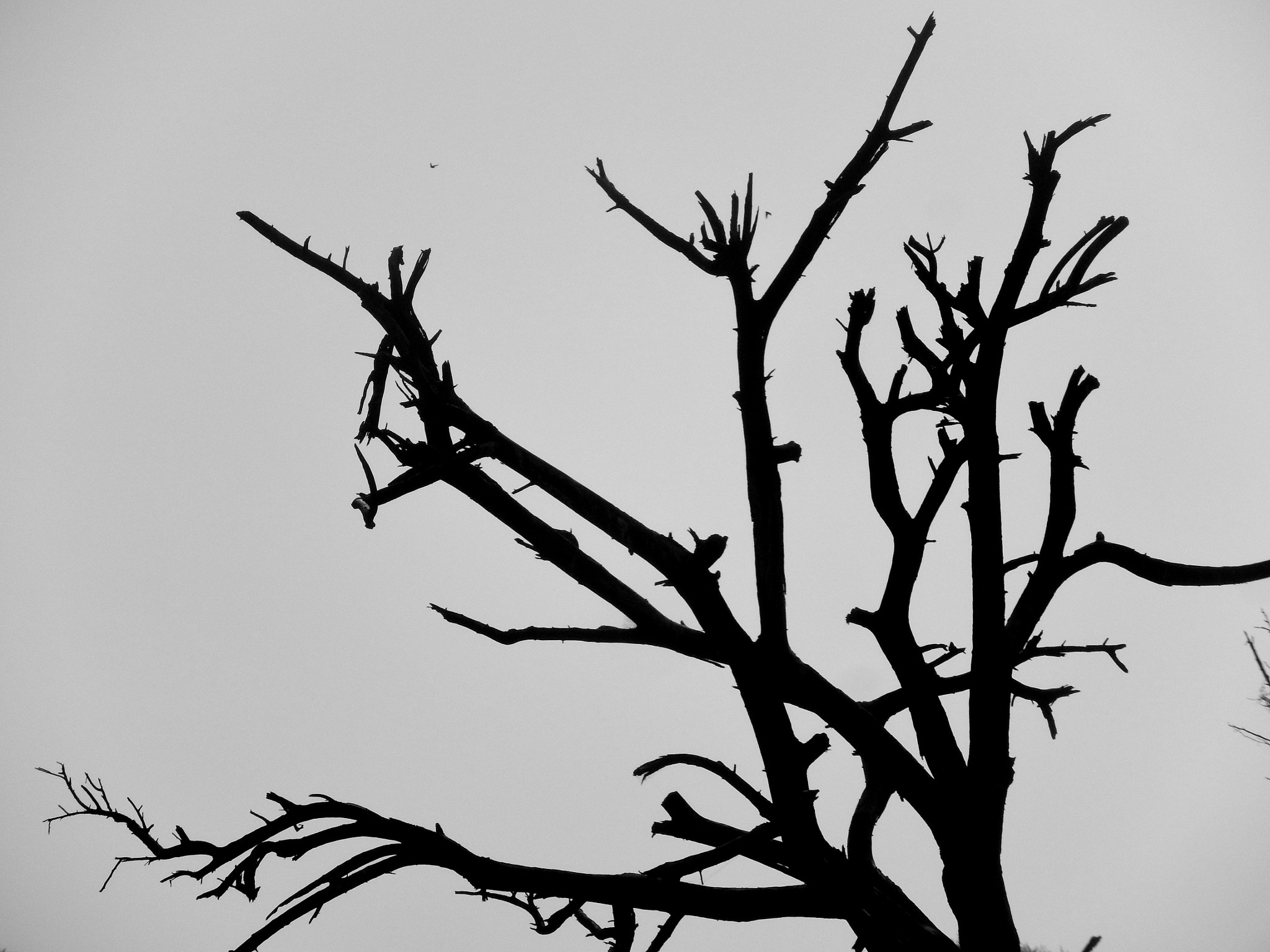 Nikon COOLPIX S9600 sample photo. Art of nature photography