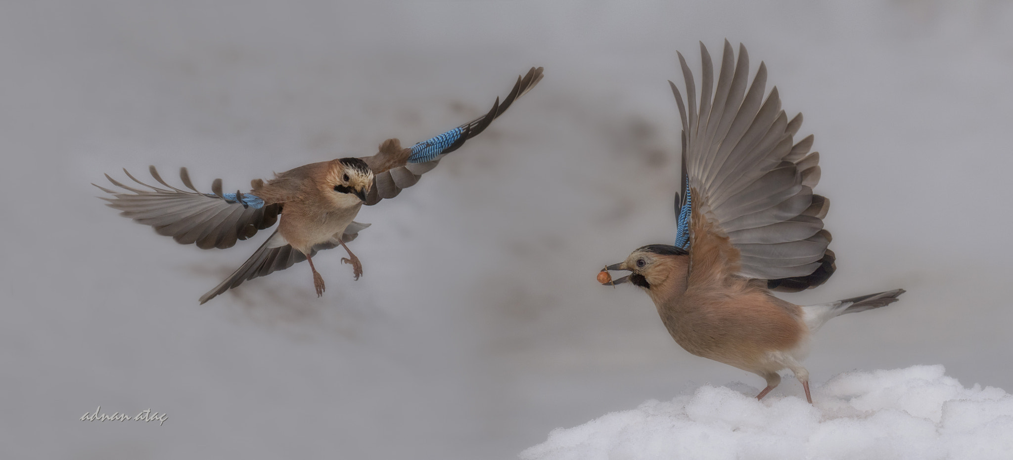 Sigma 150-600mm F5-6.3 DG OS HSM | S sample photo. Alakarga - eurasian jay - garrulus glandarius photography