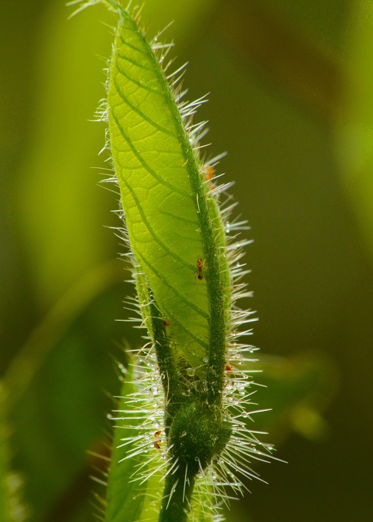 Sigma 70-300mm F4-5.6 APO DG Macro sample photo. The birth of a leaf photography