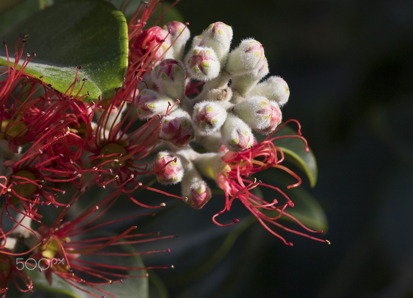 Canon EF 300mm F4L IS USM sample photo. Metrosideros photography