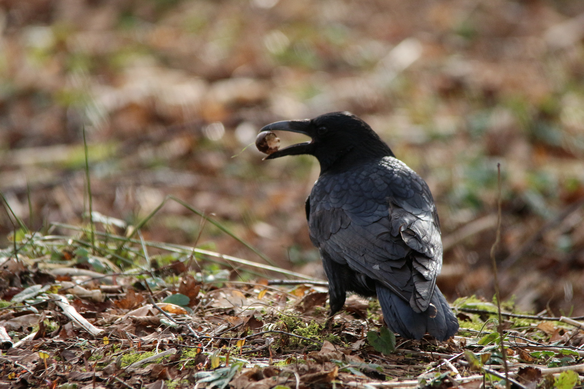 Sigma 150-500mm F5-6.3 DG OS HSM sample photo. Crow photography