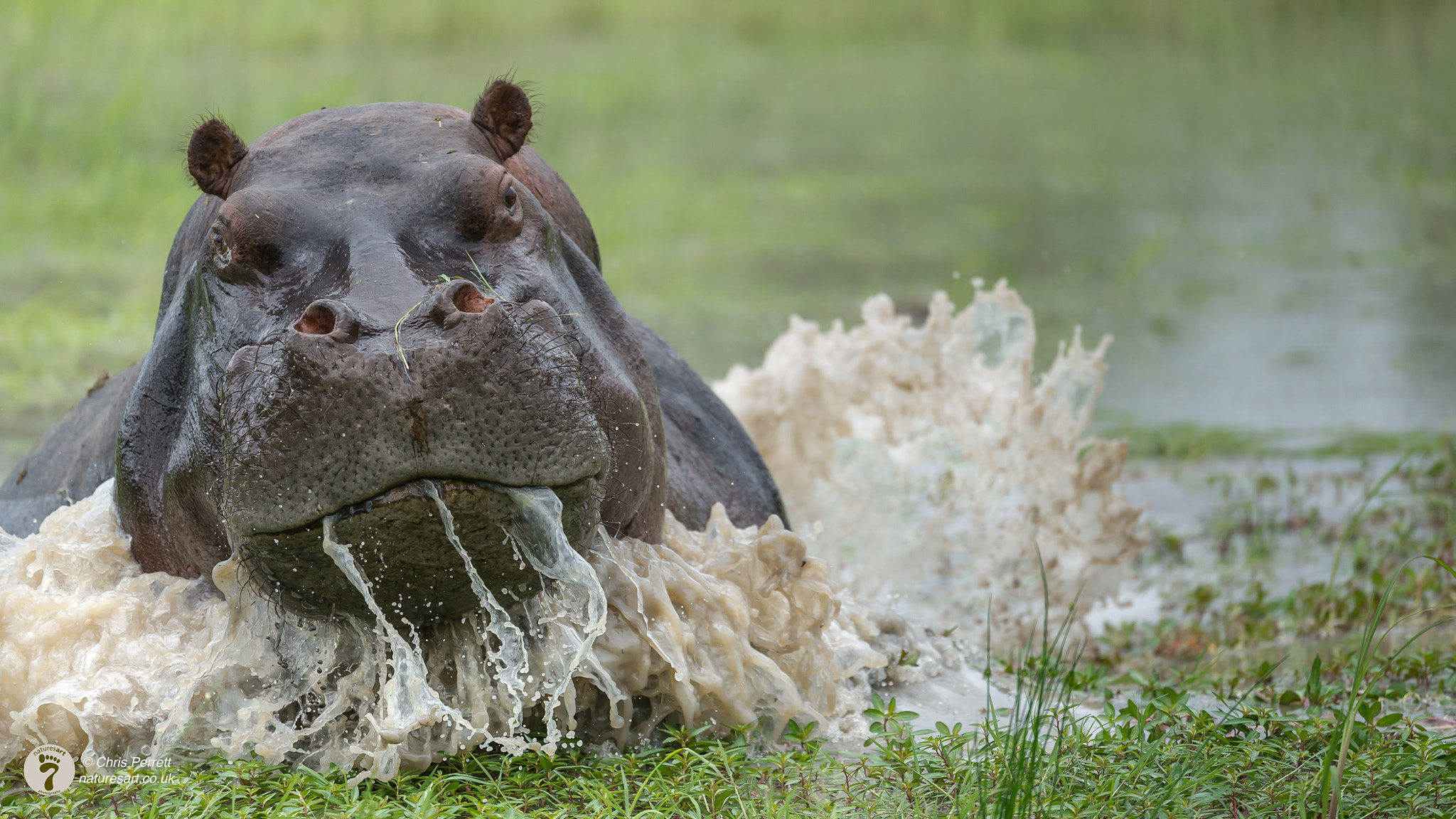 Nikon AF-S Nikkor 200-400mm F4G ED-IF VR sample photo. How close is too close? photography