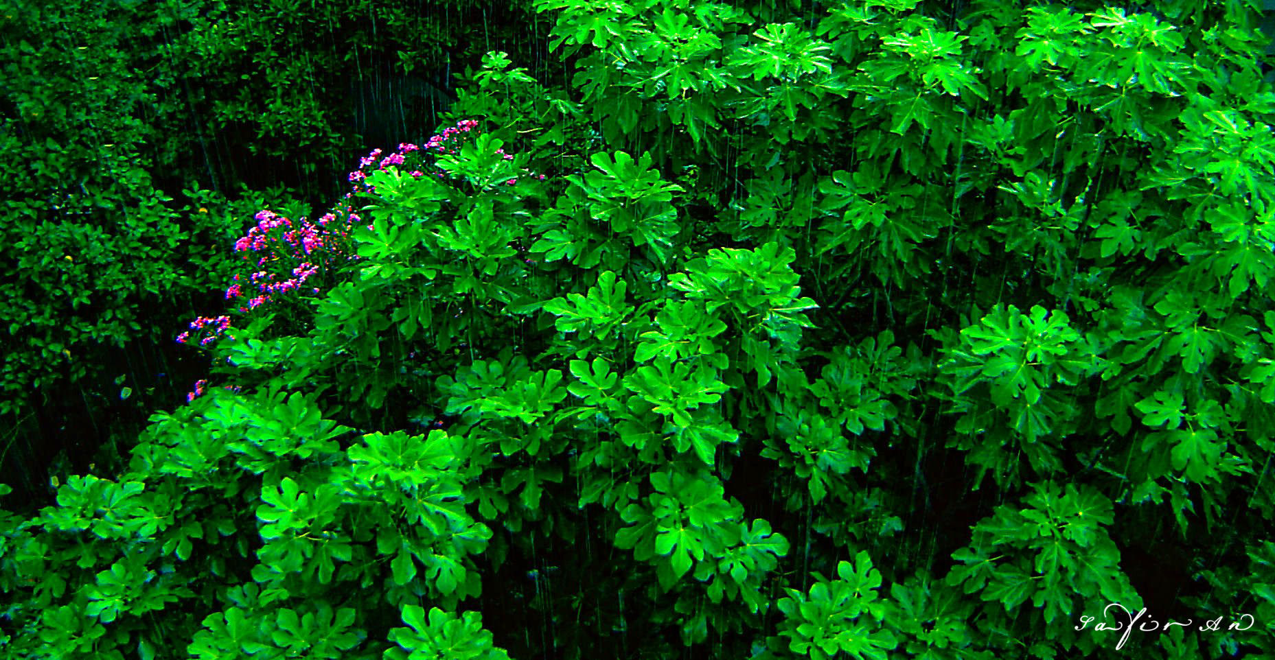 Sony DSC-P73 sample photo. Rain forest photography