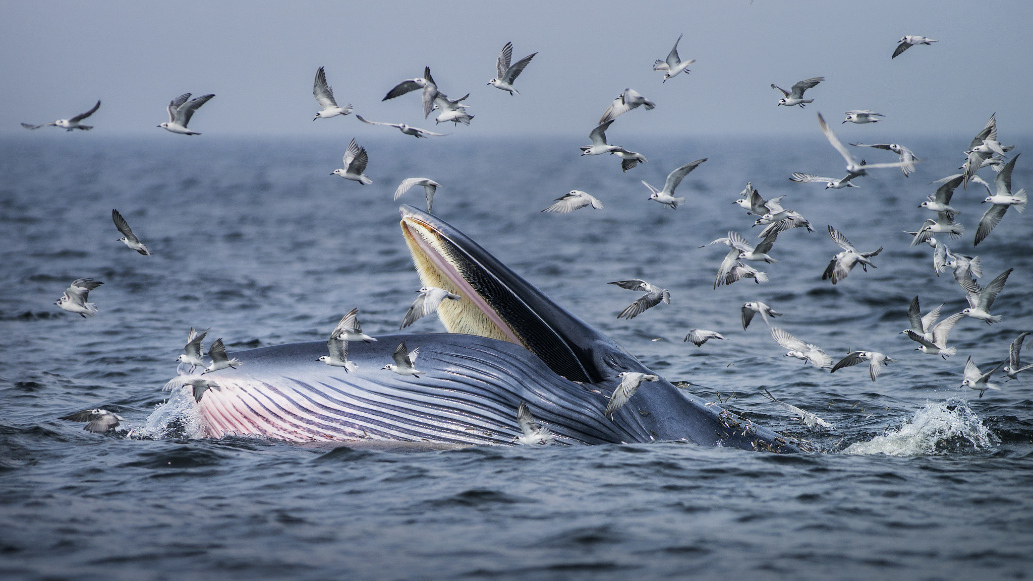 Sony a99 II + Minolta AF 400mm F4.5 HS-APO G sample photo. Dsc photography