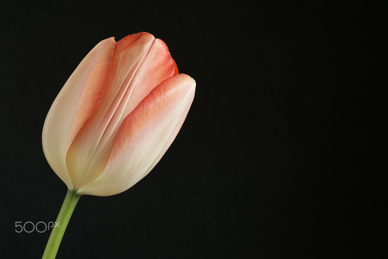 PC Micro-Nikkor 85mm f/2.8D sample photo. Tulip photography