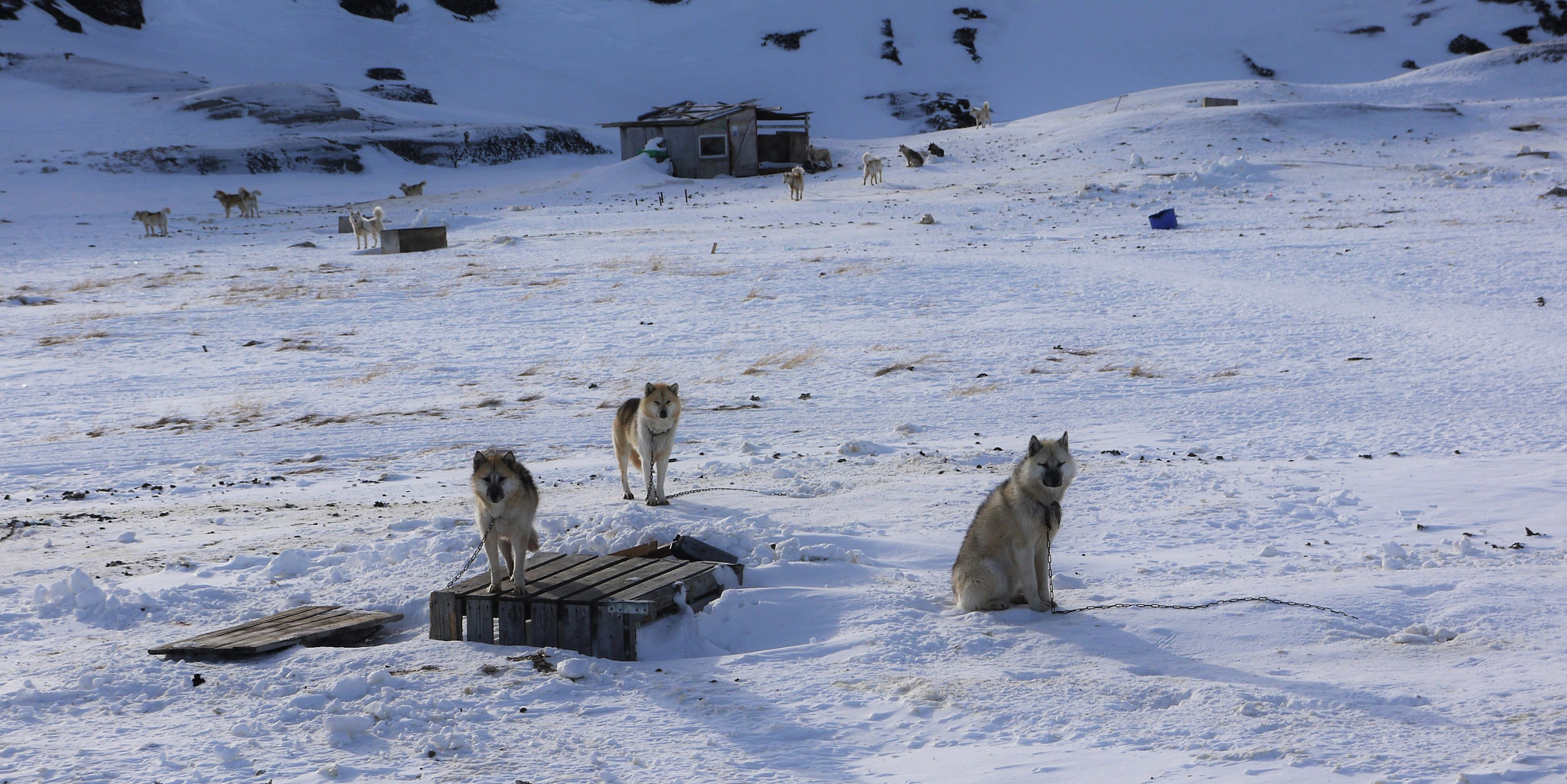 Panasonic Lumix DMC-G10 sample photo. Greenland dogs photography
