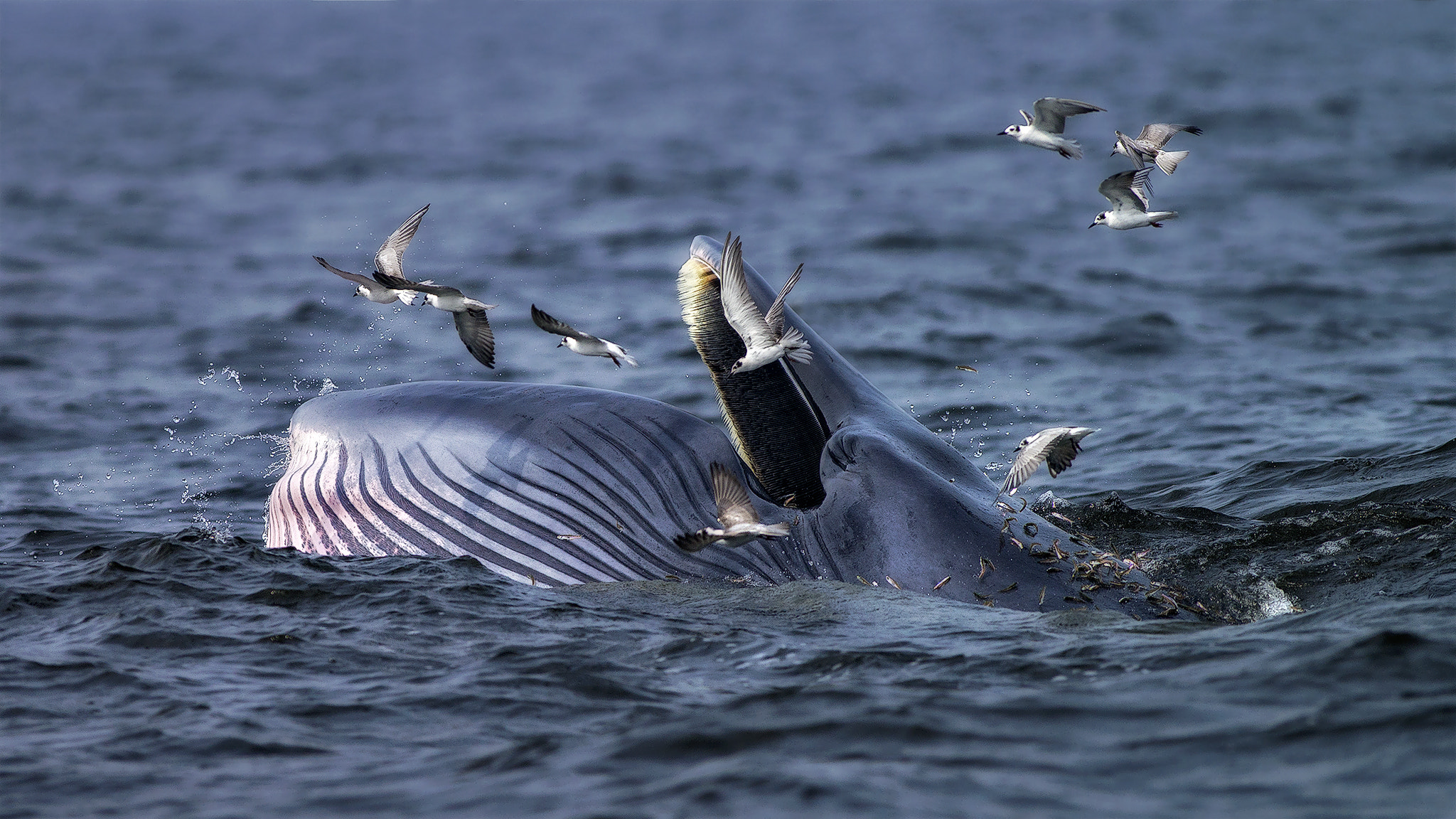 Sony a99 II + Minolta AF 400mm F4.5 HS-APO G sample photo. Dsc photography