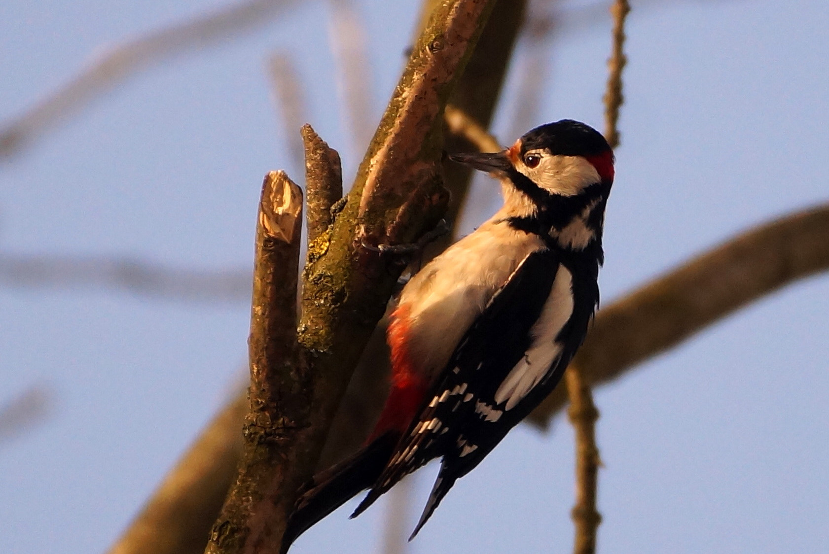 Sony DT 55-300mm F4.5-5.6 SAM sample photo. Dzięcioł duży photography