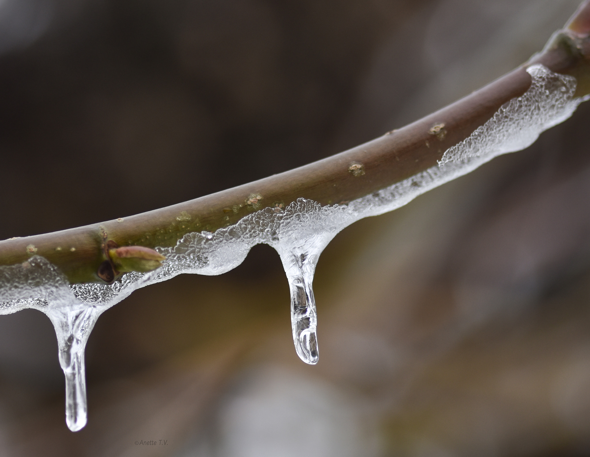 Nikon AF-S Micro-Nikkor 105mm F2.8G IF-ED VR sample photo. Ice .. photography