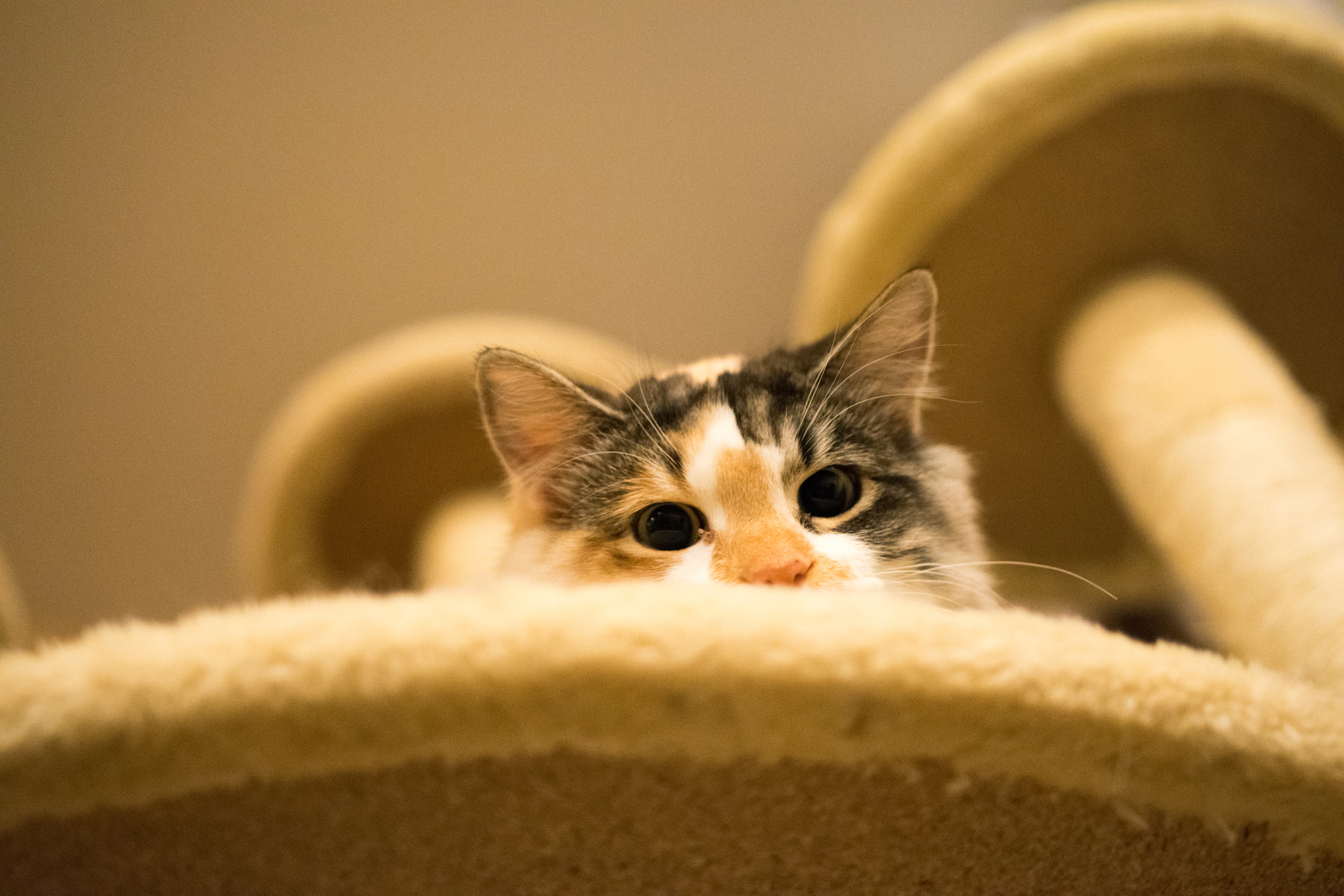 Nikon D5300 + Sigma 18-35mm F1.8 DC HSM Art sample photo. Baby meow photography