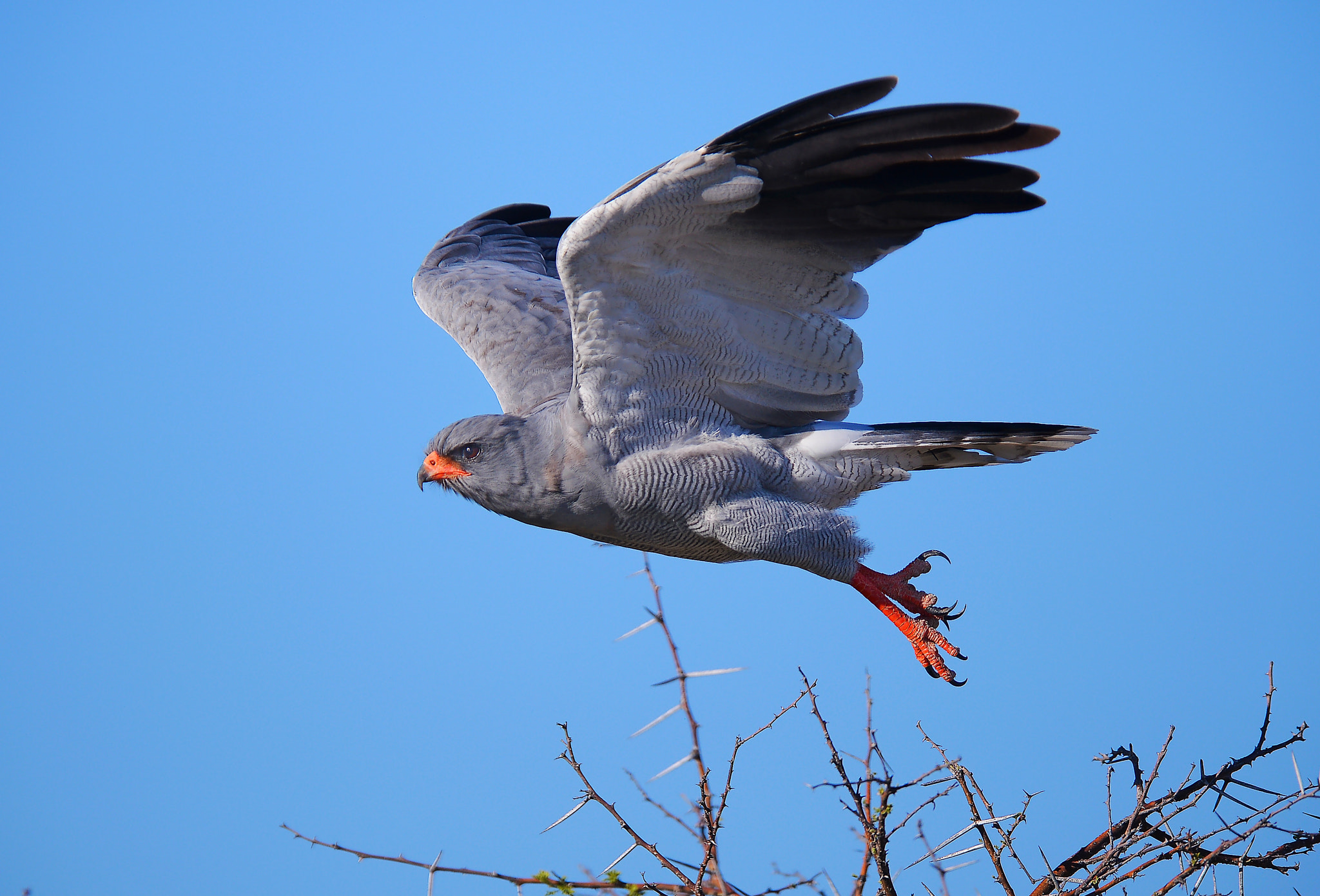 Nikon AF-S Nikkor 400mm F2.8G ED VR II sample photo. Dsc photography