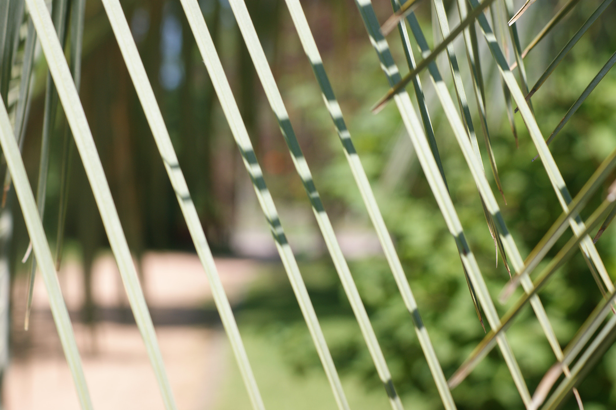 Sony Alpha DSLR-A390 + Sony DT 55-200mm F4-5.6 SAM sample photo. Life behind bars photography