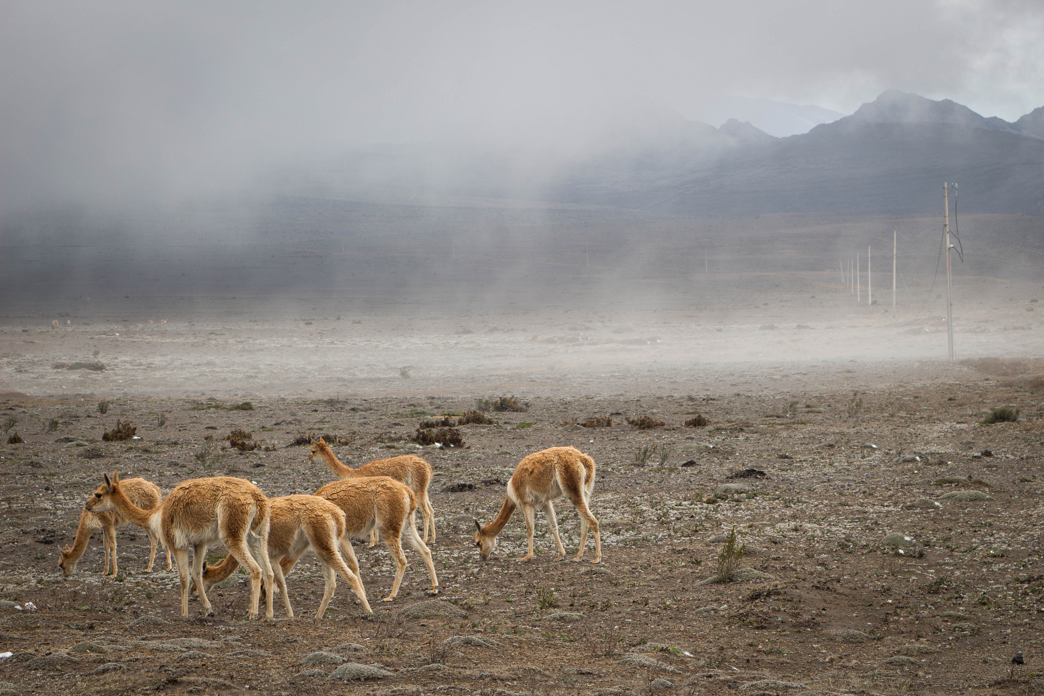 Canon EF 28-105mm f/3.5-4.5 USM sample photo. Vicuñias in the mist photography