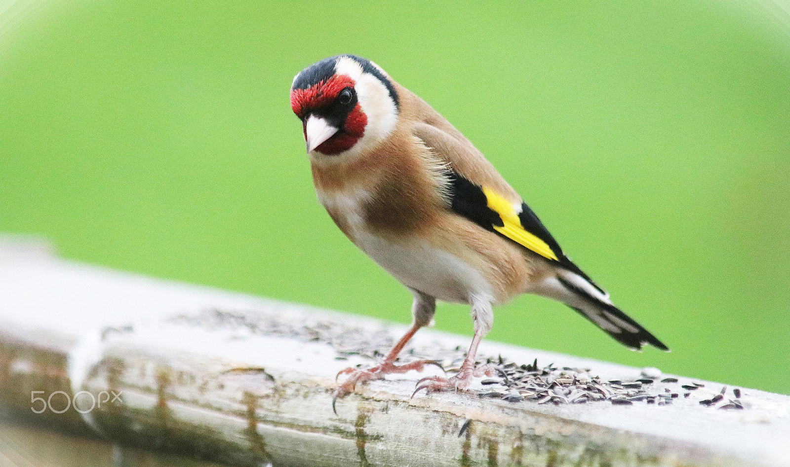 Canon EOS 80D + Canon EF 70-200mm F2.8L USM sample photo. Goldfinch photography