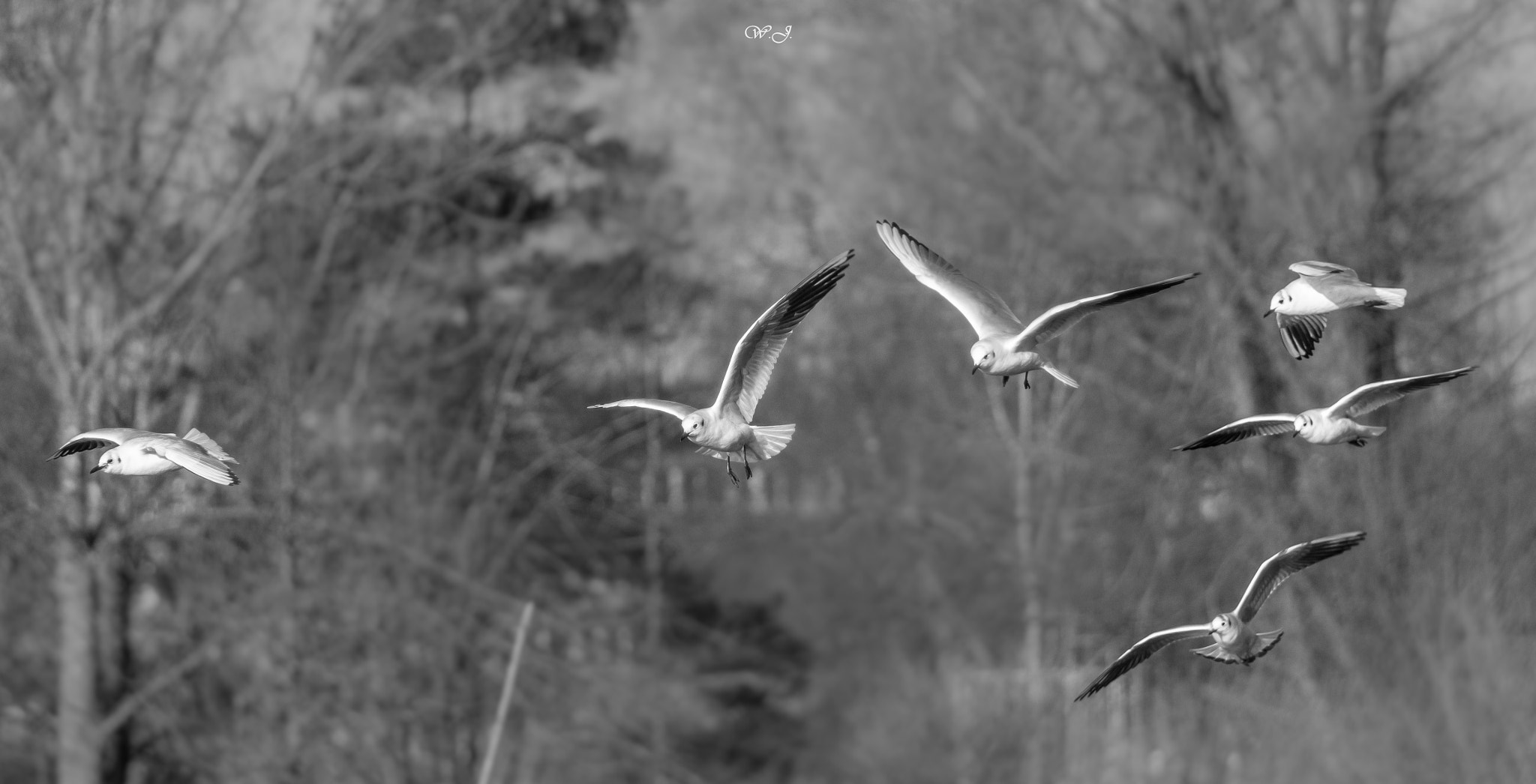 Sony 75-300mm F4.5-5.6 sample photo. Birds photography