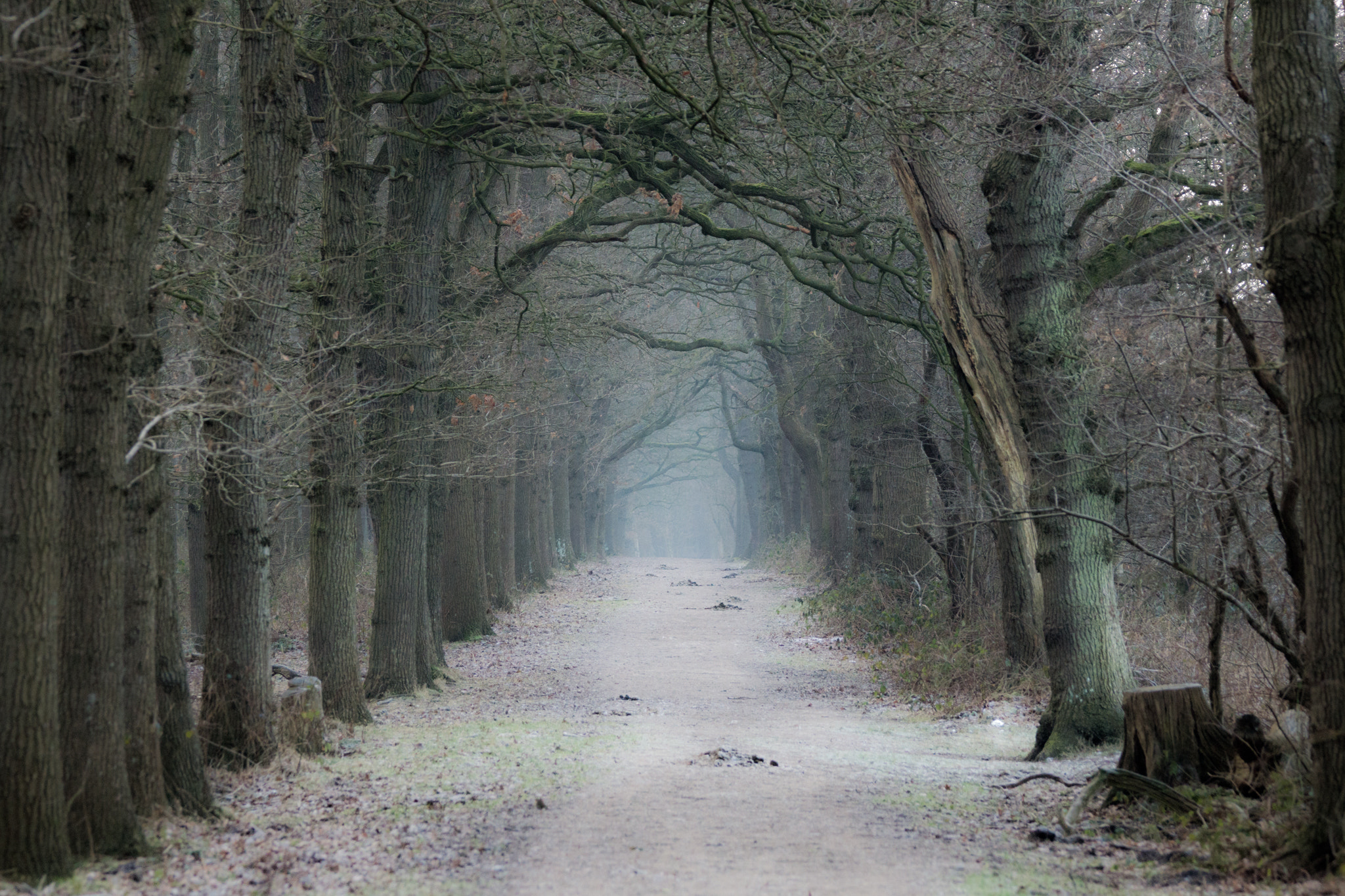 Sony SLT-A65 (SLT-A65V) + Sony 70-400mm F4-5.6 G SSM II sample photo. The forest photography