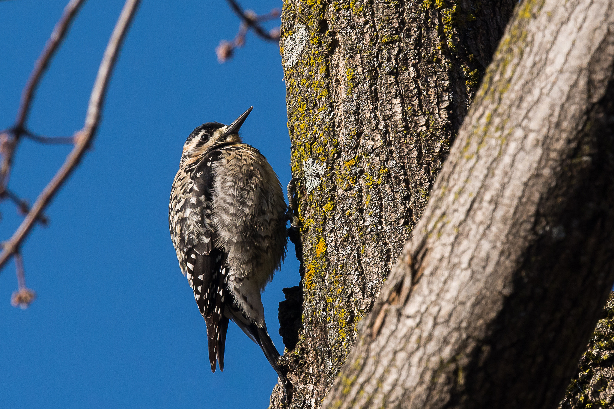 Nikon Nikkor AF-S 300mm F4E PF ED VR sample photo. 31 days until spring photography