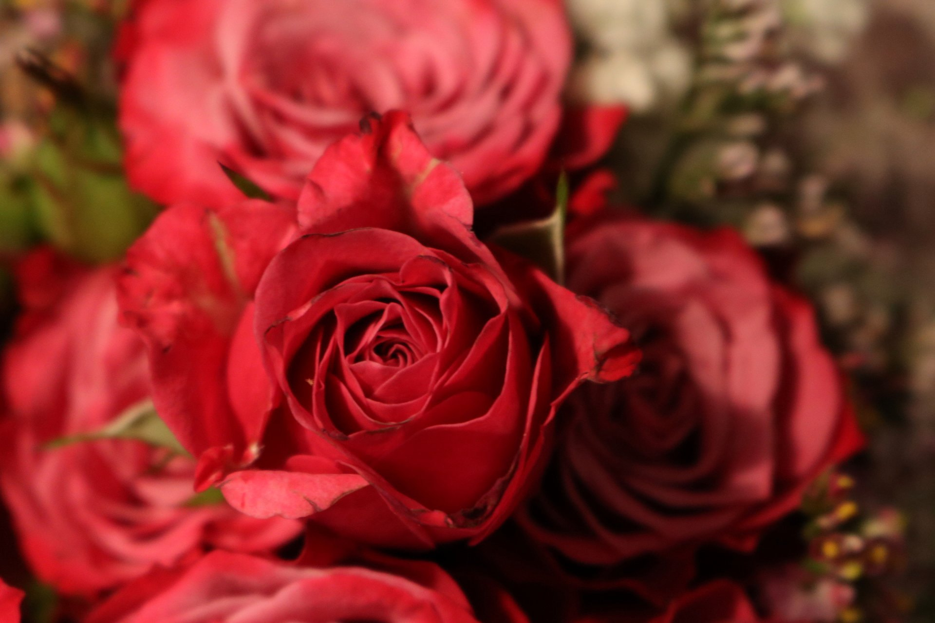 Canon EOS 760D (EOS Rebel T6s / EOS 8000D) sample photo. Rose. photography