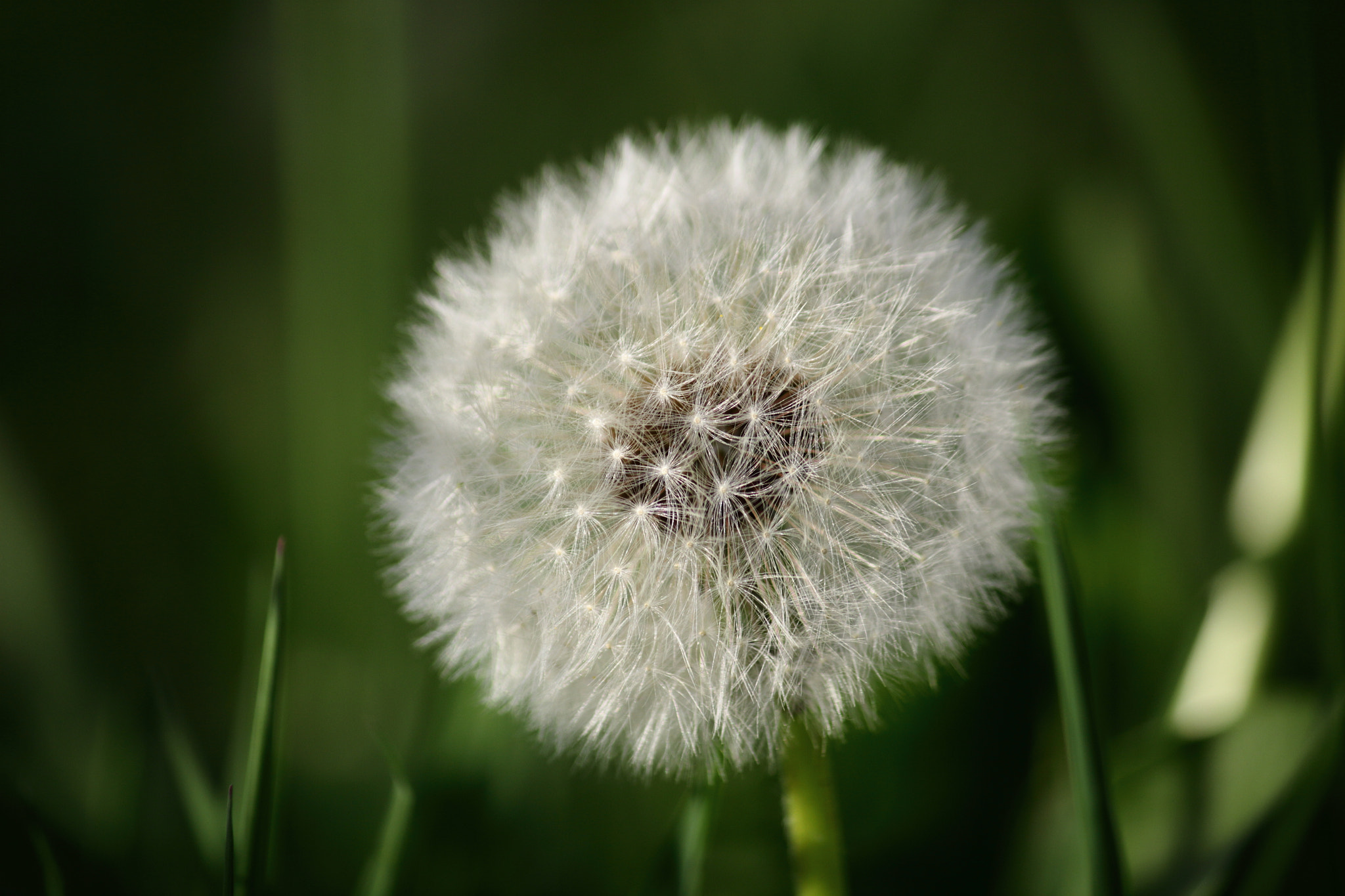 Canon EF-S 55-250mm F4-5.6 IS sample photo. Wishes photography