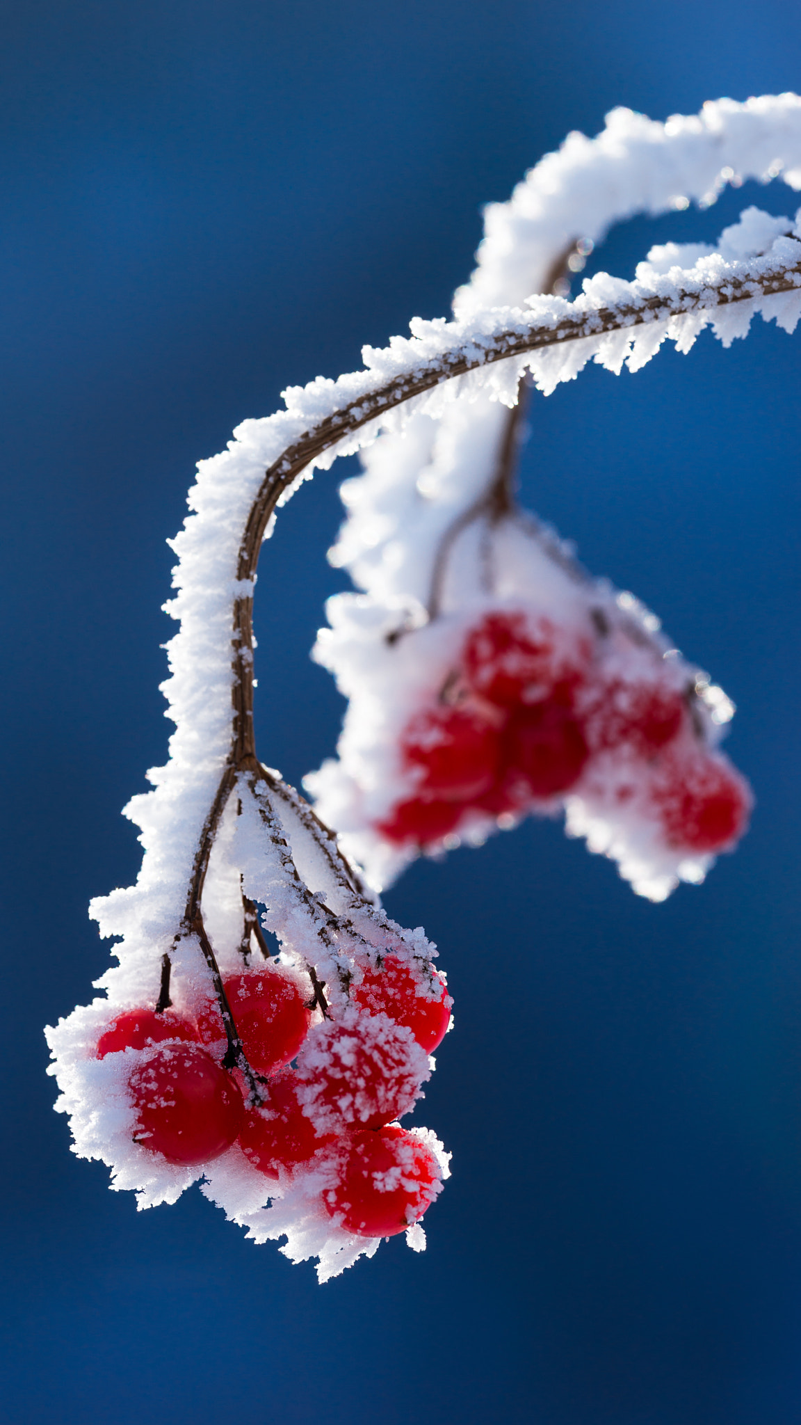 Sigma 70-200mm F2.8 EX DG Macro HSM II sample photo. Blurs of color in winter photography