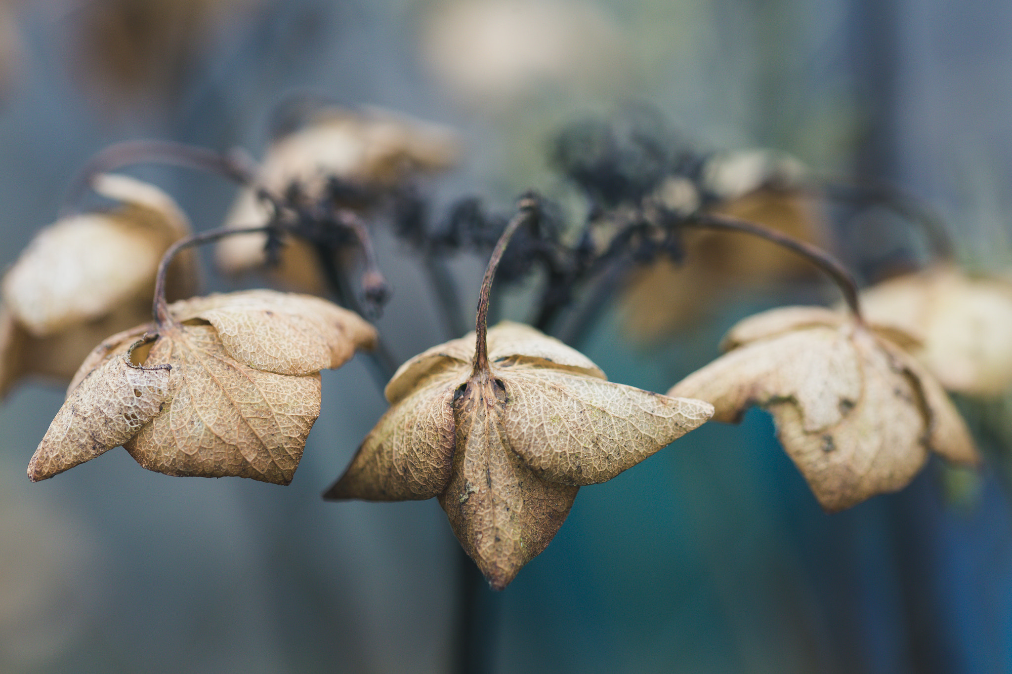 Sigma 105mm F2.8 EX DG OS HSM sample photo. Jan outd lace hyd 1 photography