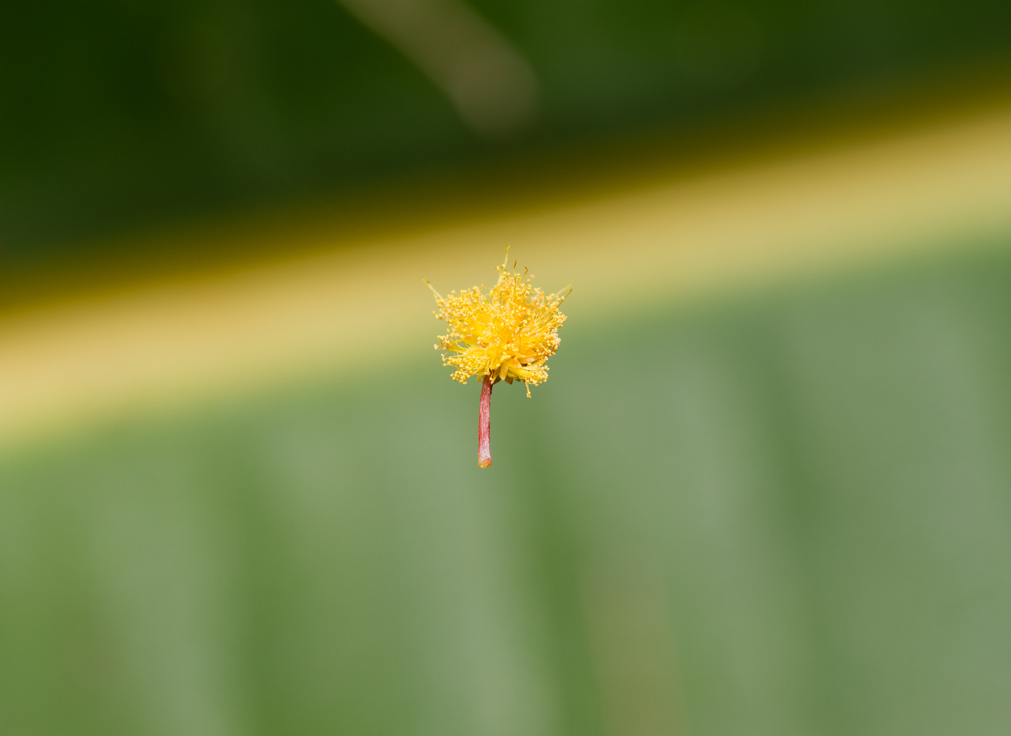 Tokina AT-X Pro 100mm F2.8 Macro sample photo. Hanging by a thread photography