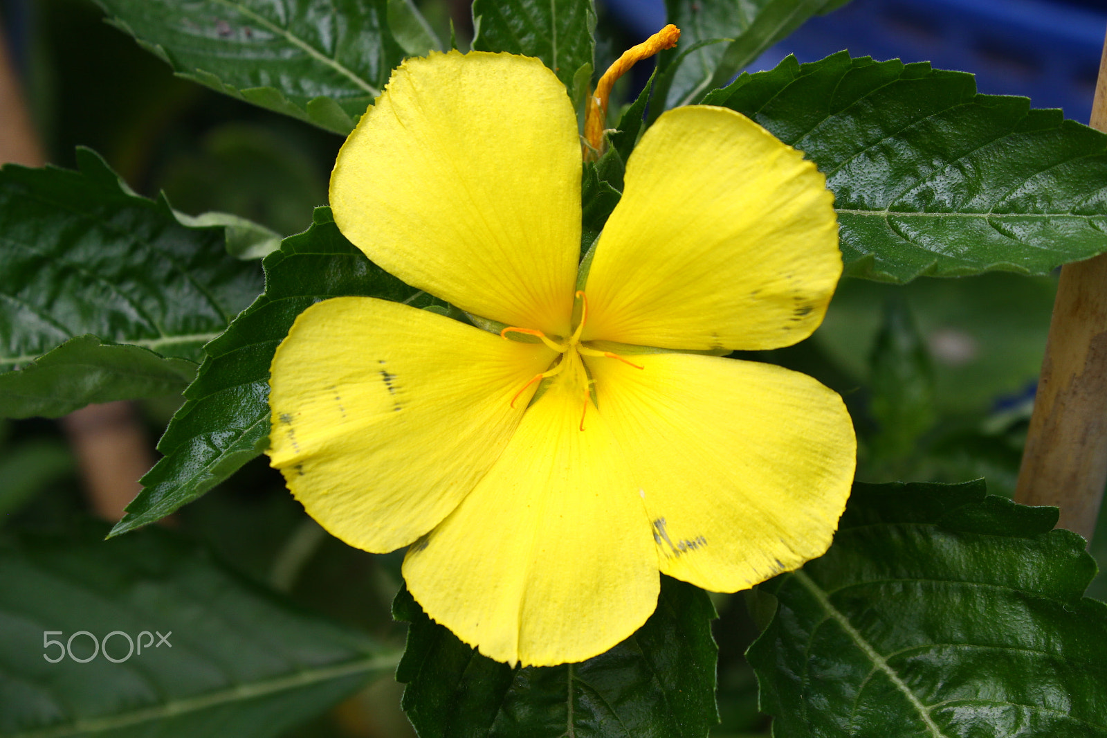 Canon EF-S 18-55mm F3.5-5.6 IS sample photo. Yellow turnera, west indian holly, sage rose photography
