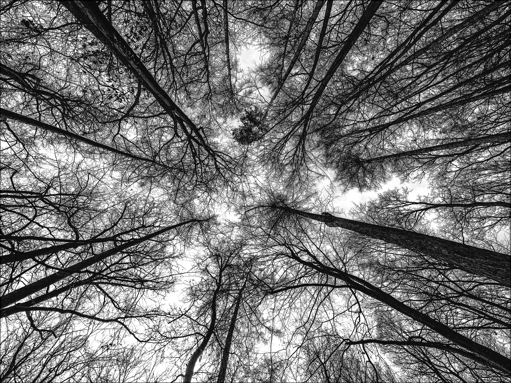 Olympus OM-D E-M1 + OLYMPUS  7-14mm Lens sample photo. Hypnotic forest photography