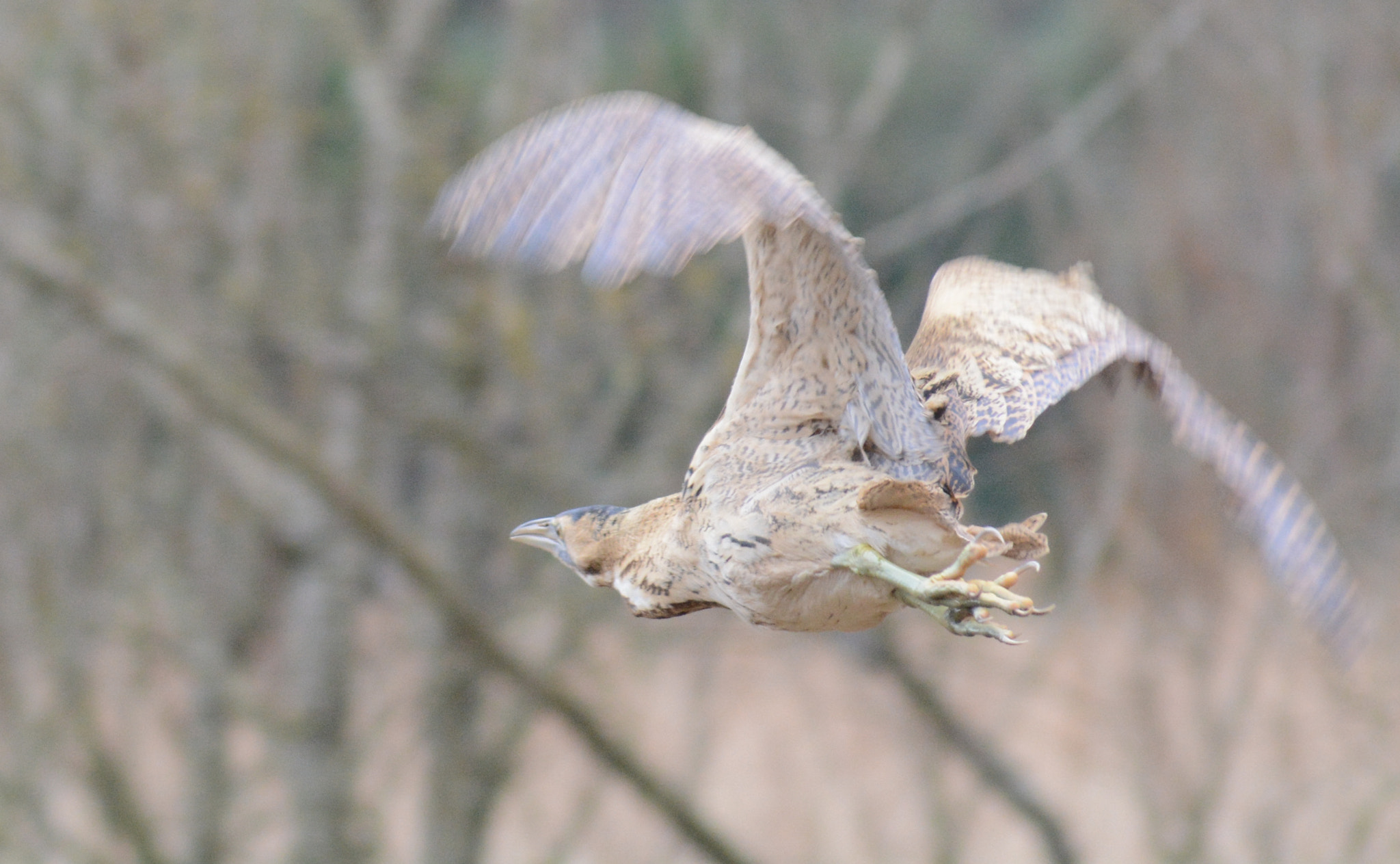 Sigma 70-300mm F4-5.6 APO DG Macro sample photo. The mythical ghost photography