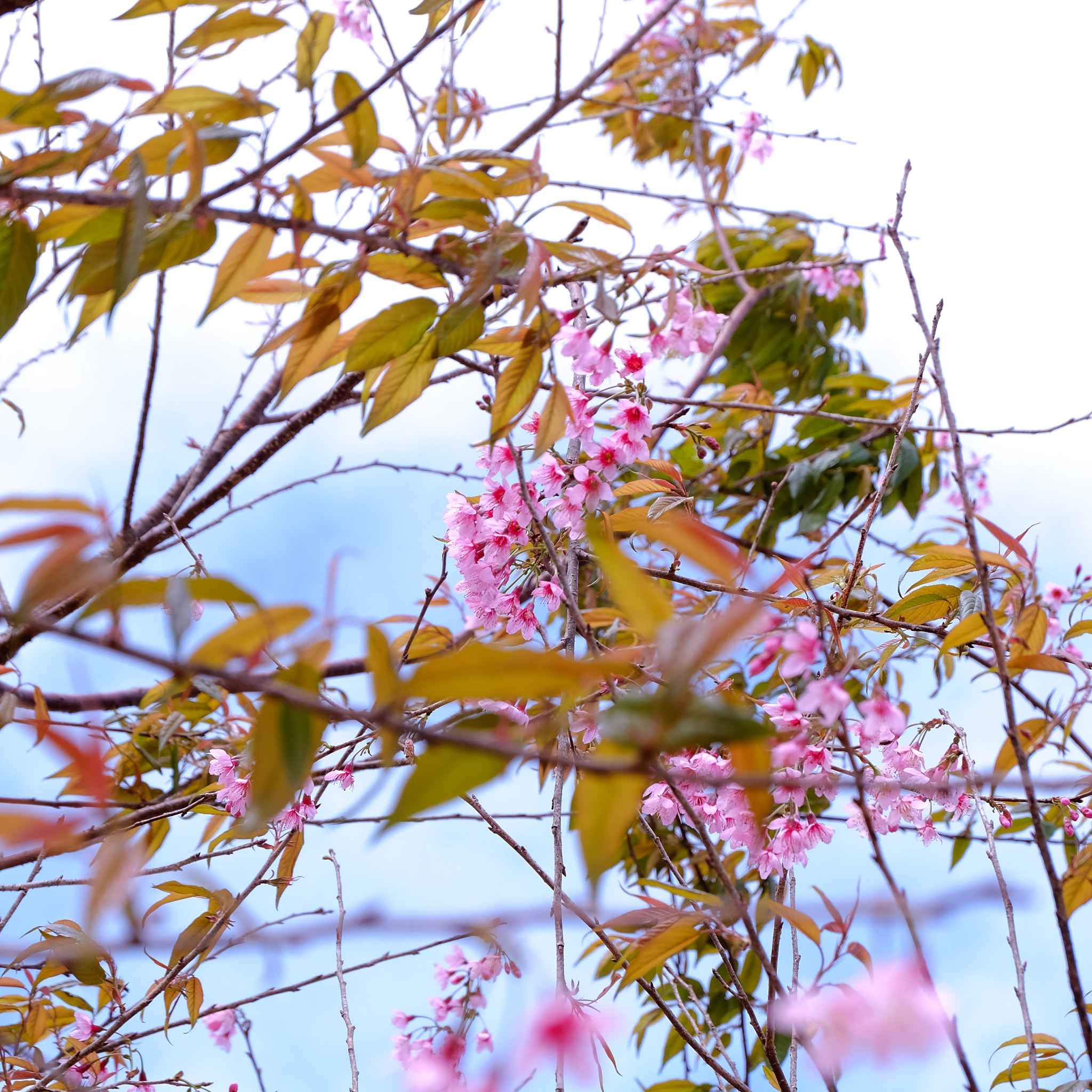 Fujifilm XC 16-50mm F3.5-5.6 OIS sample photo. Spring day photography