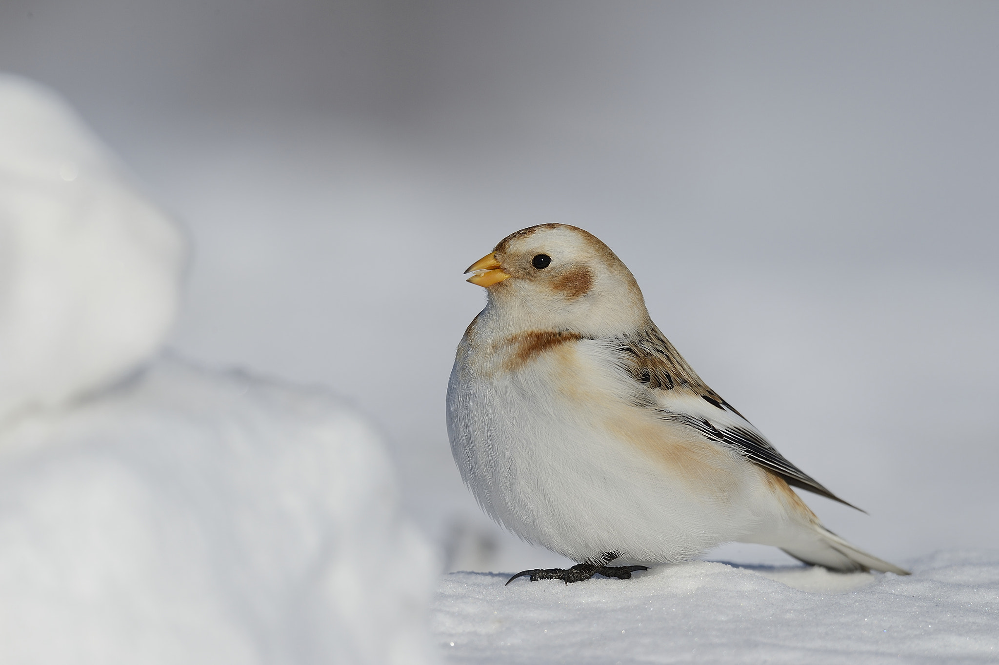 Nikon AF-S Nikkor 800mm F5.6E FL ED VR sample photo. Plectrophane des neiges,  snow bunting, photography