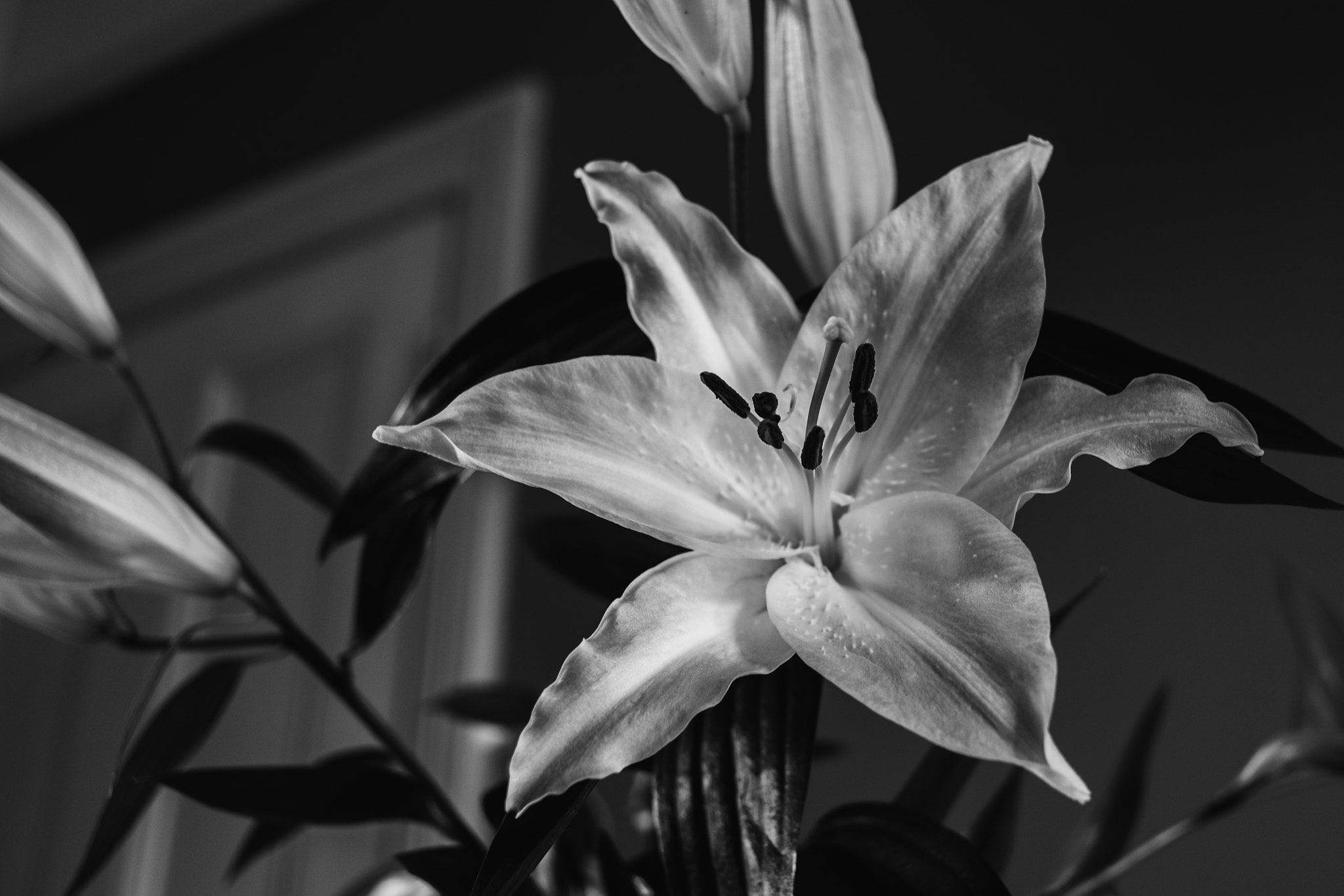 Fujifilm X-T10 + Fujifilm XF 27mm F2.8 sample photo. Lily photography