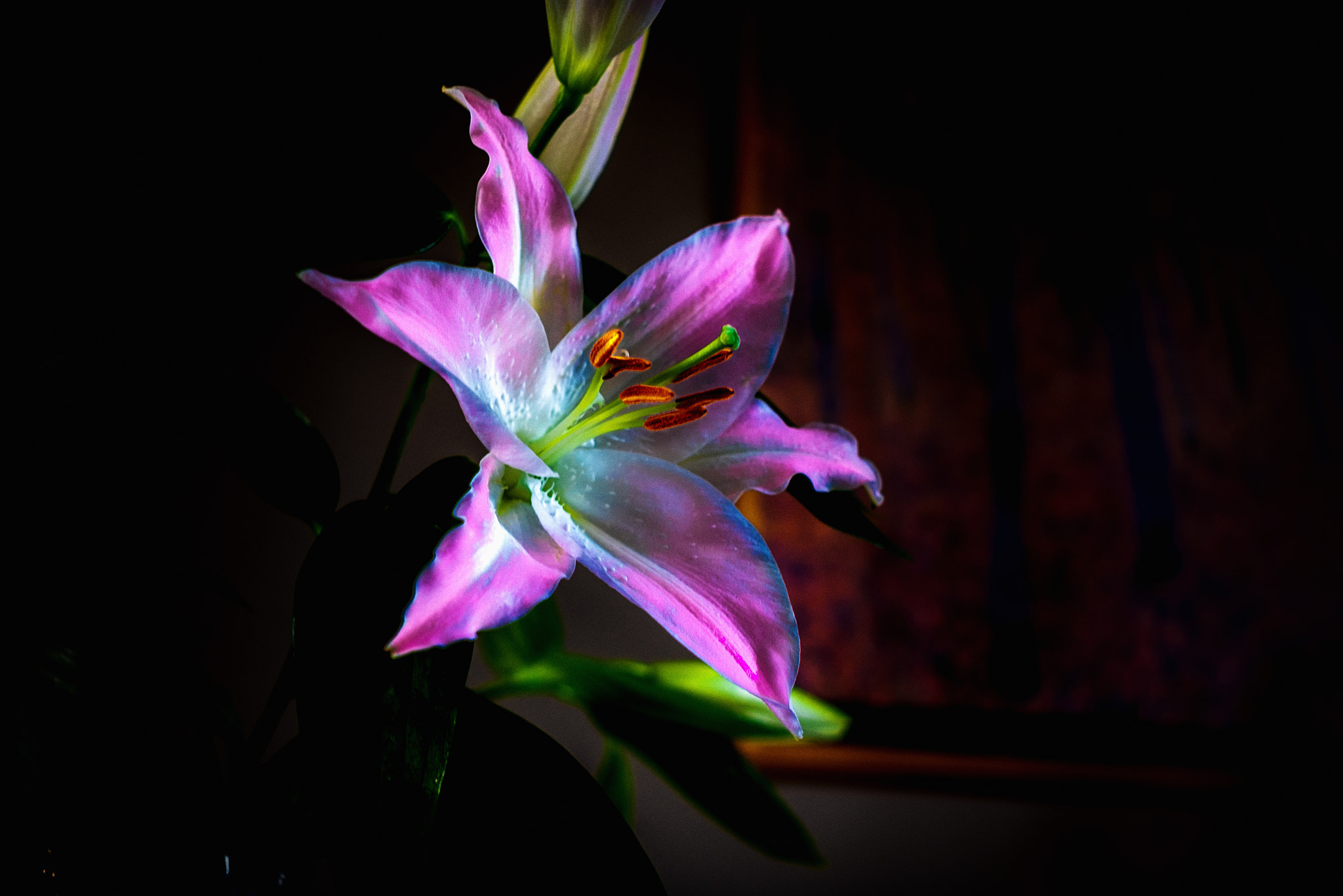 Fujifilm X-T10 + Fujifilm XF 27mm F2.8 sample photo. Flower sequel photography